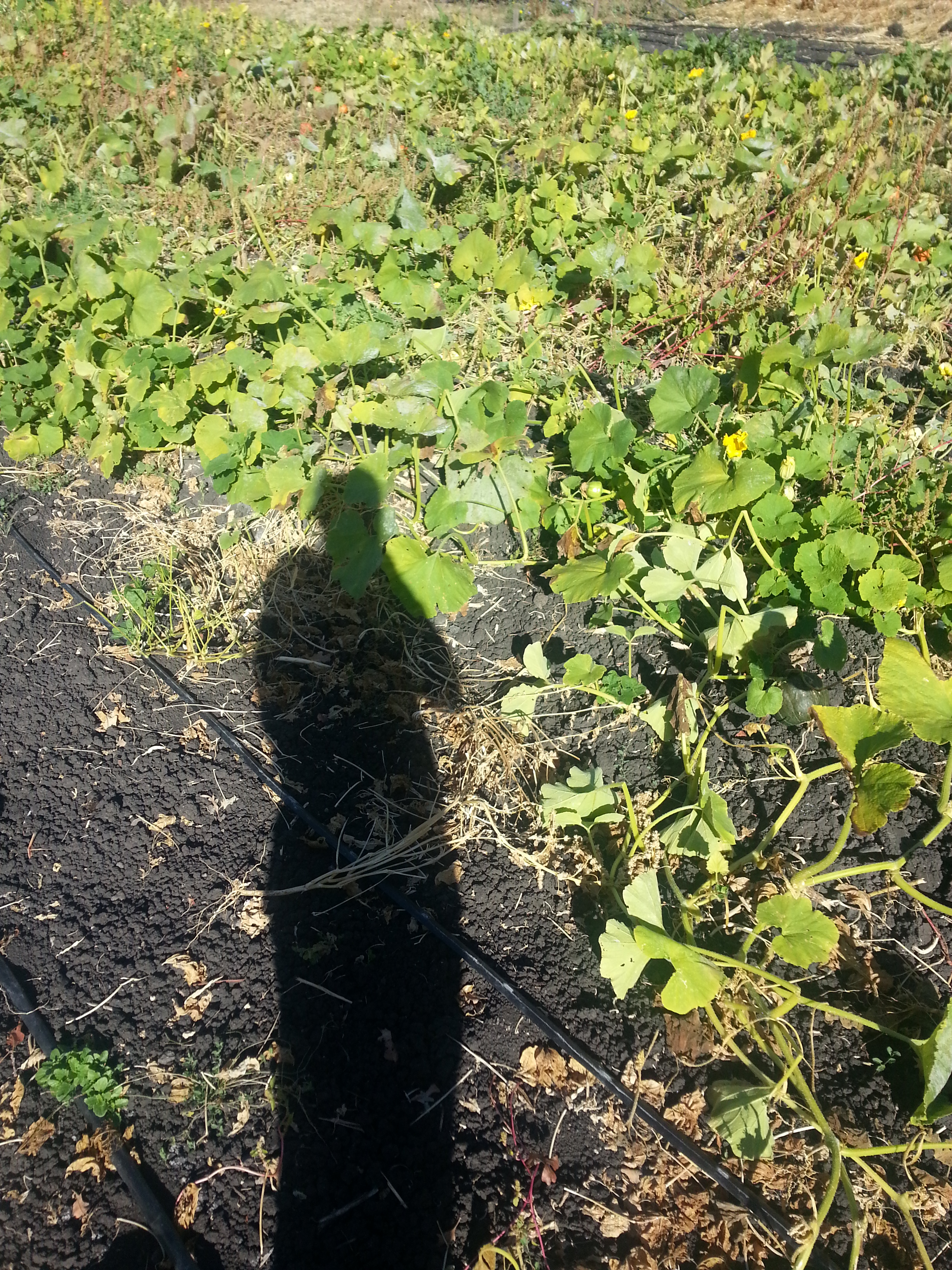 Reflecting on this year's winter squash crop