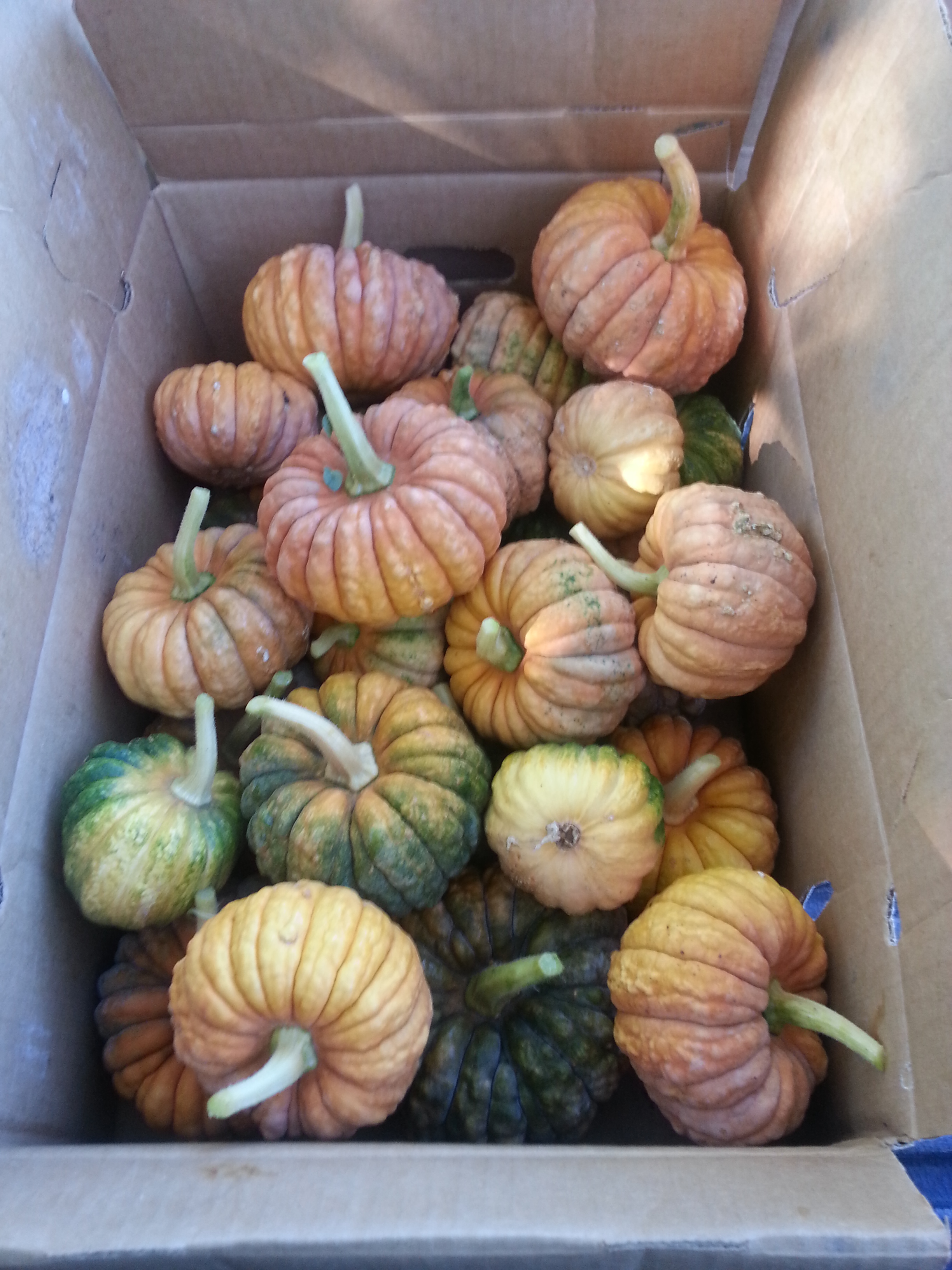 Black Futsu pumpkins