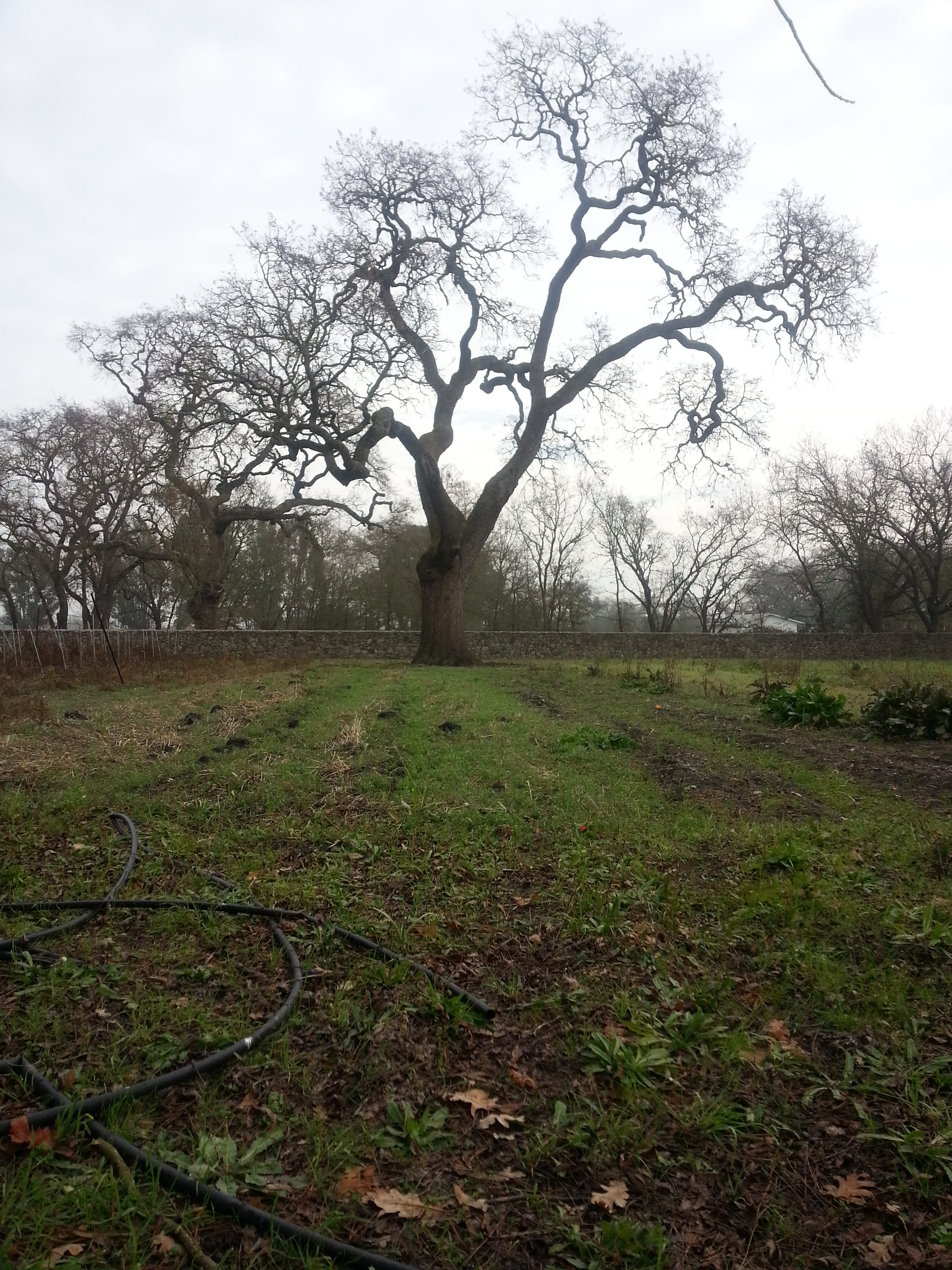 The farm in January