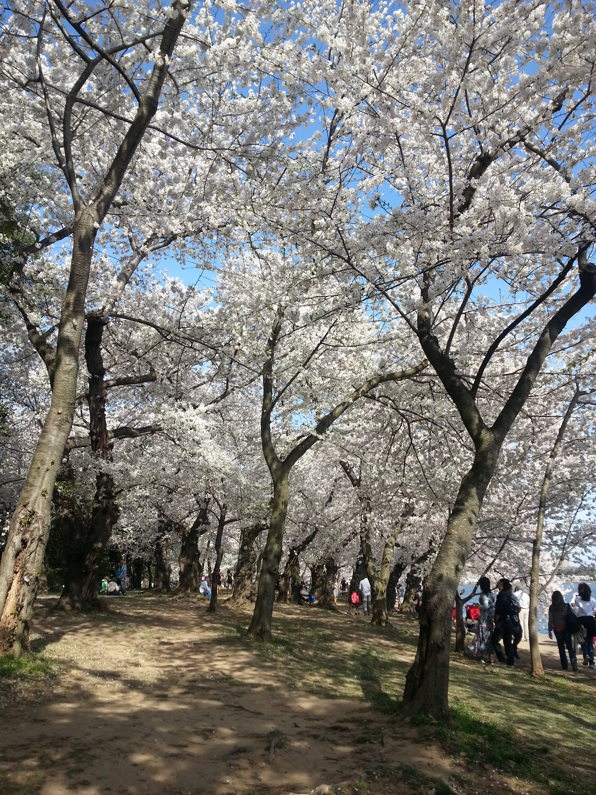 And there were lots and lots of cherry blossoms