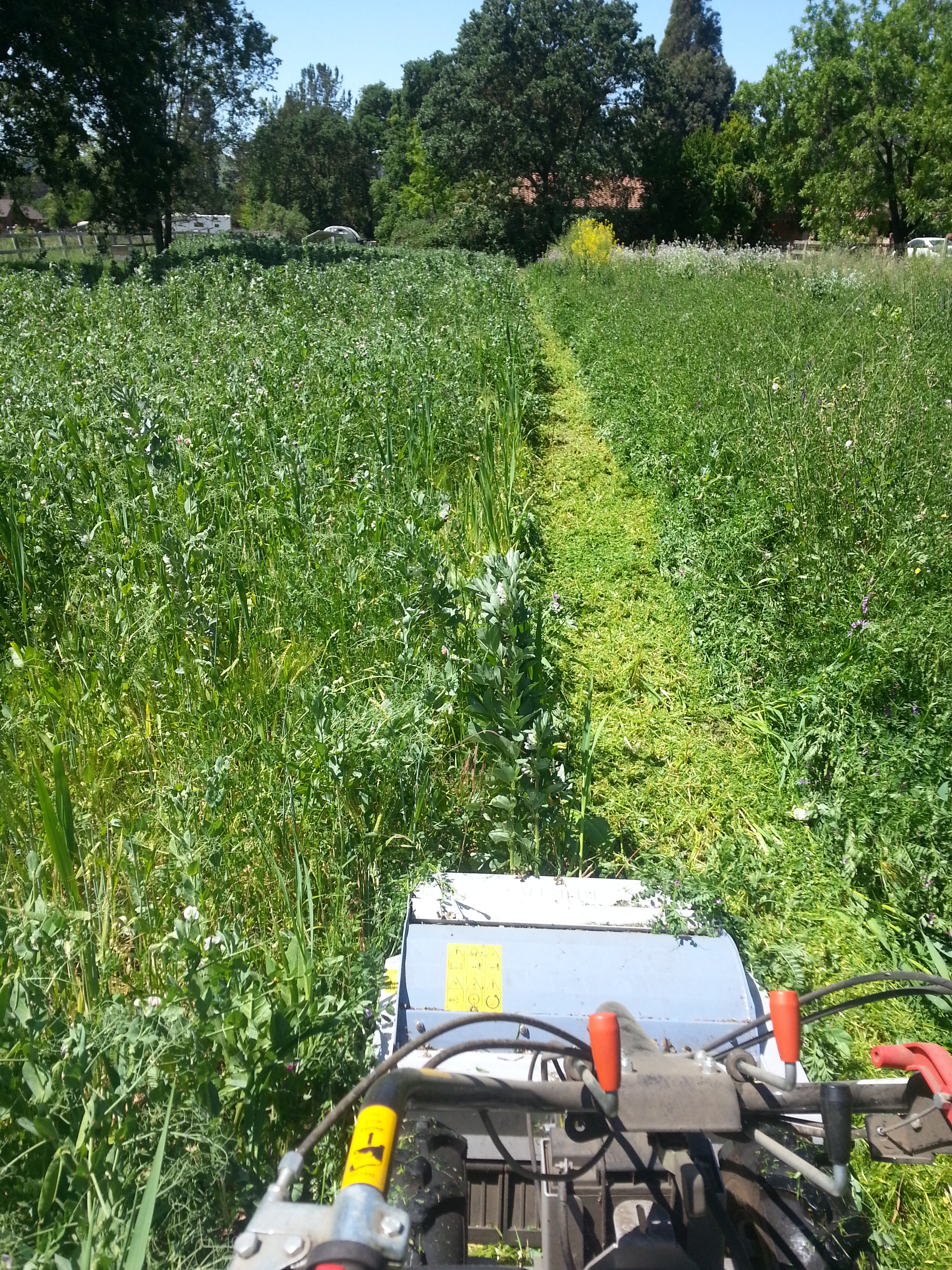 Mowing cover crop