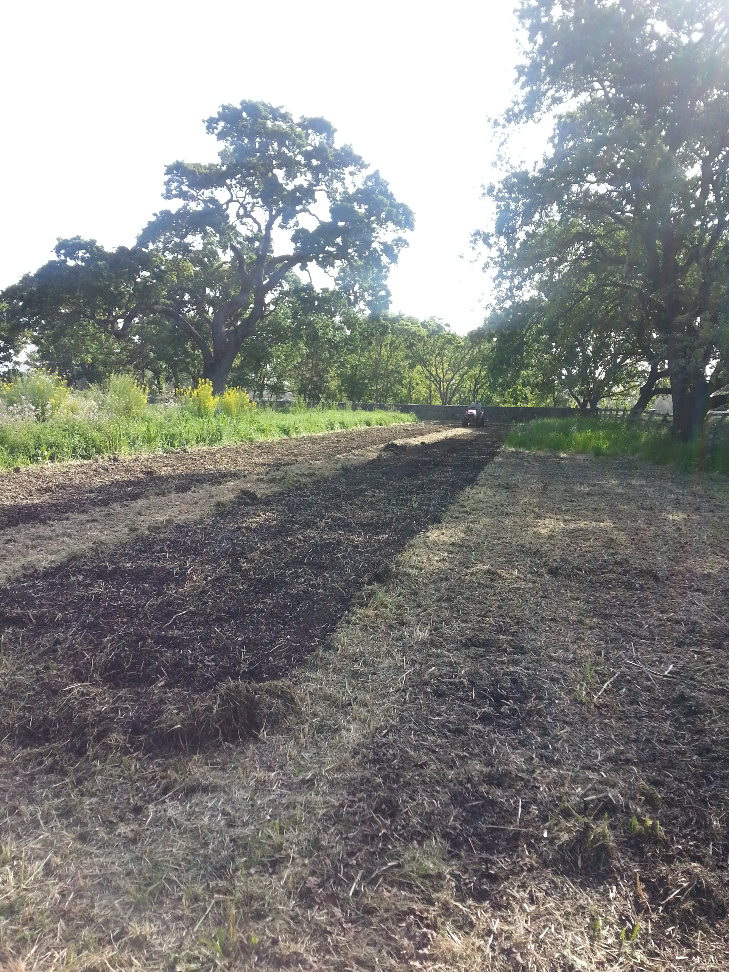 My neighbor and his full size tractor tilling in the cover crop residue. 