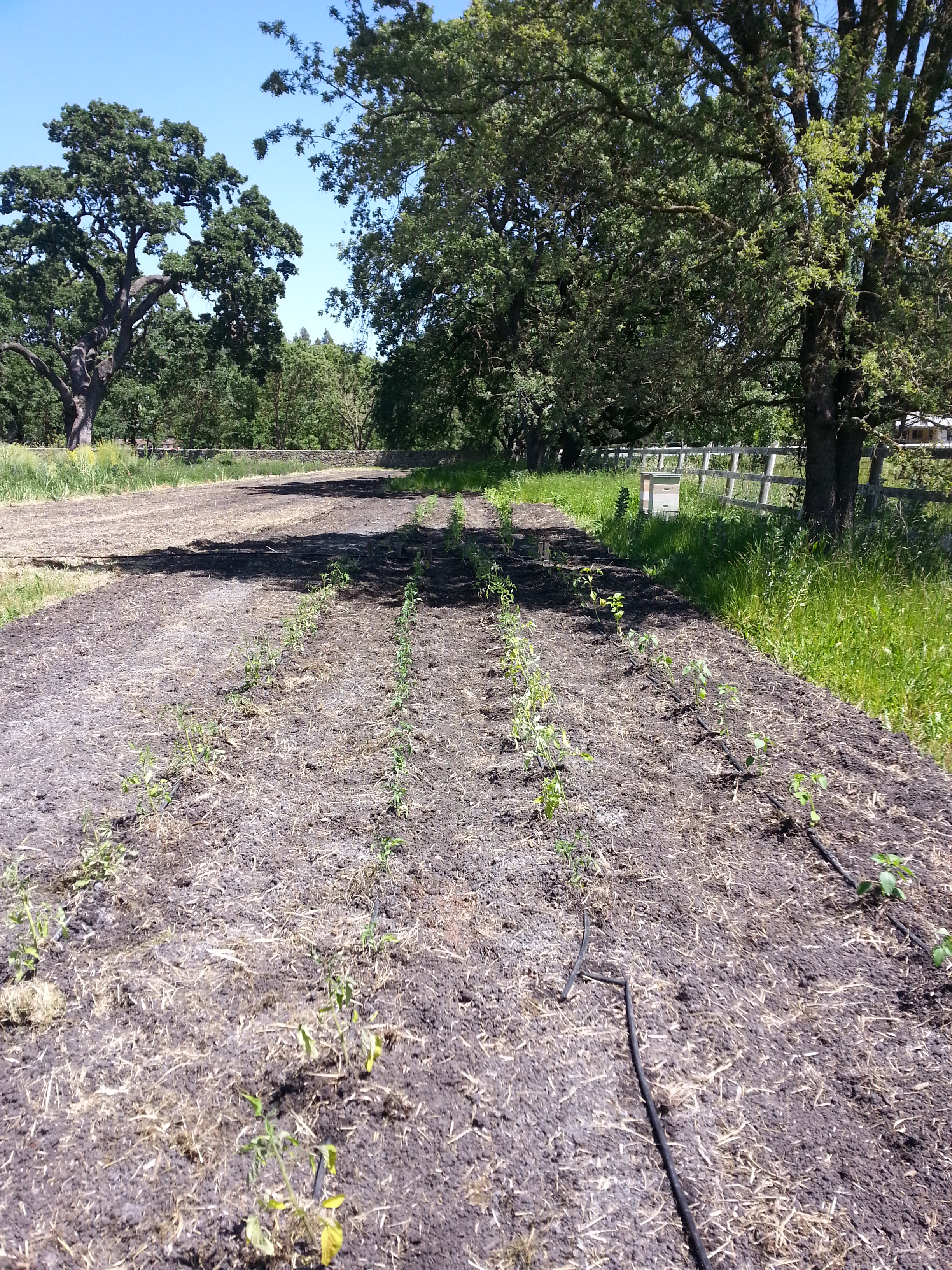 First planting of tomatoes and tomatillos