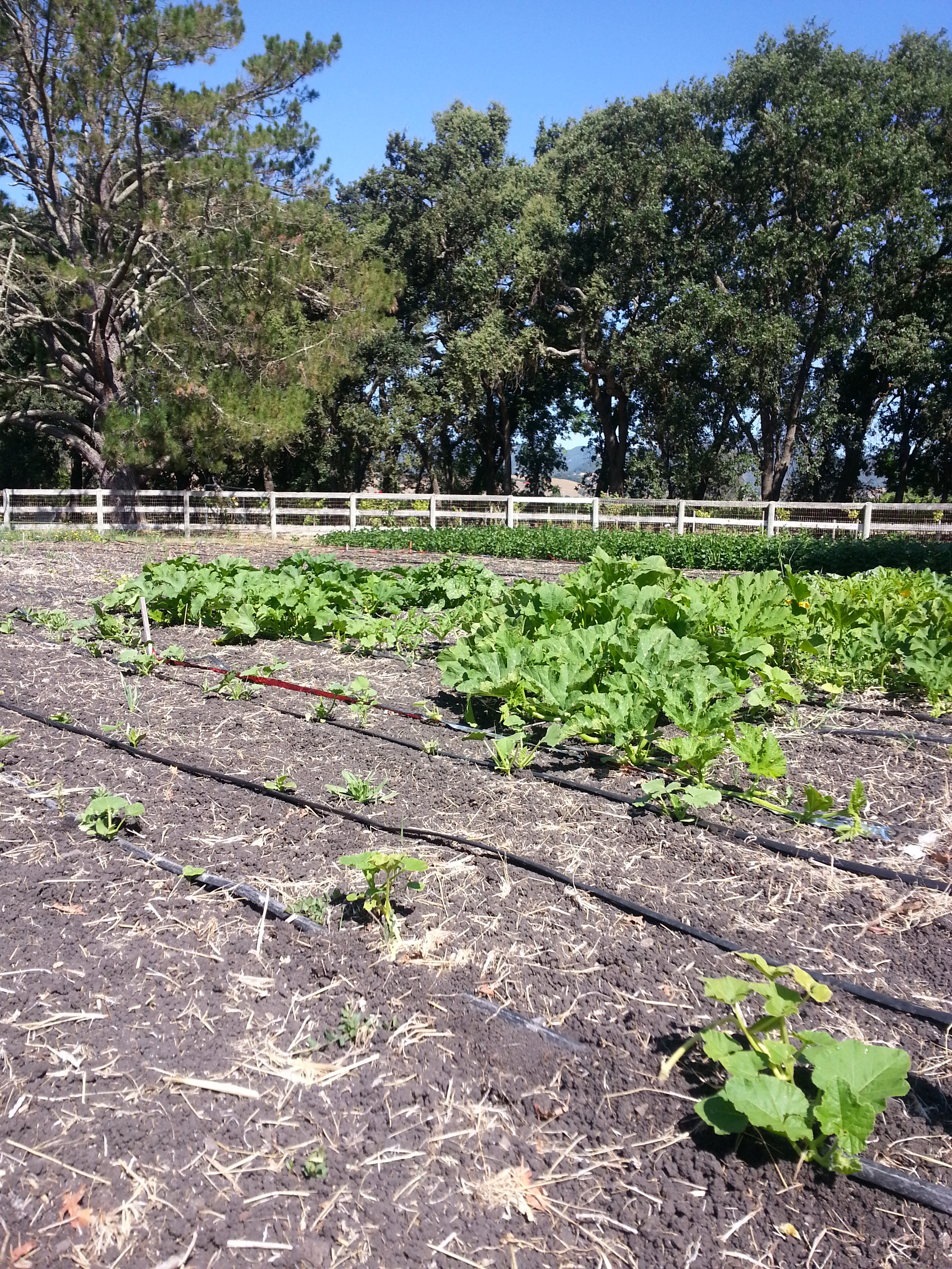 Frustrating winter squash with bountiful beans in the background