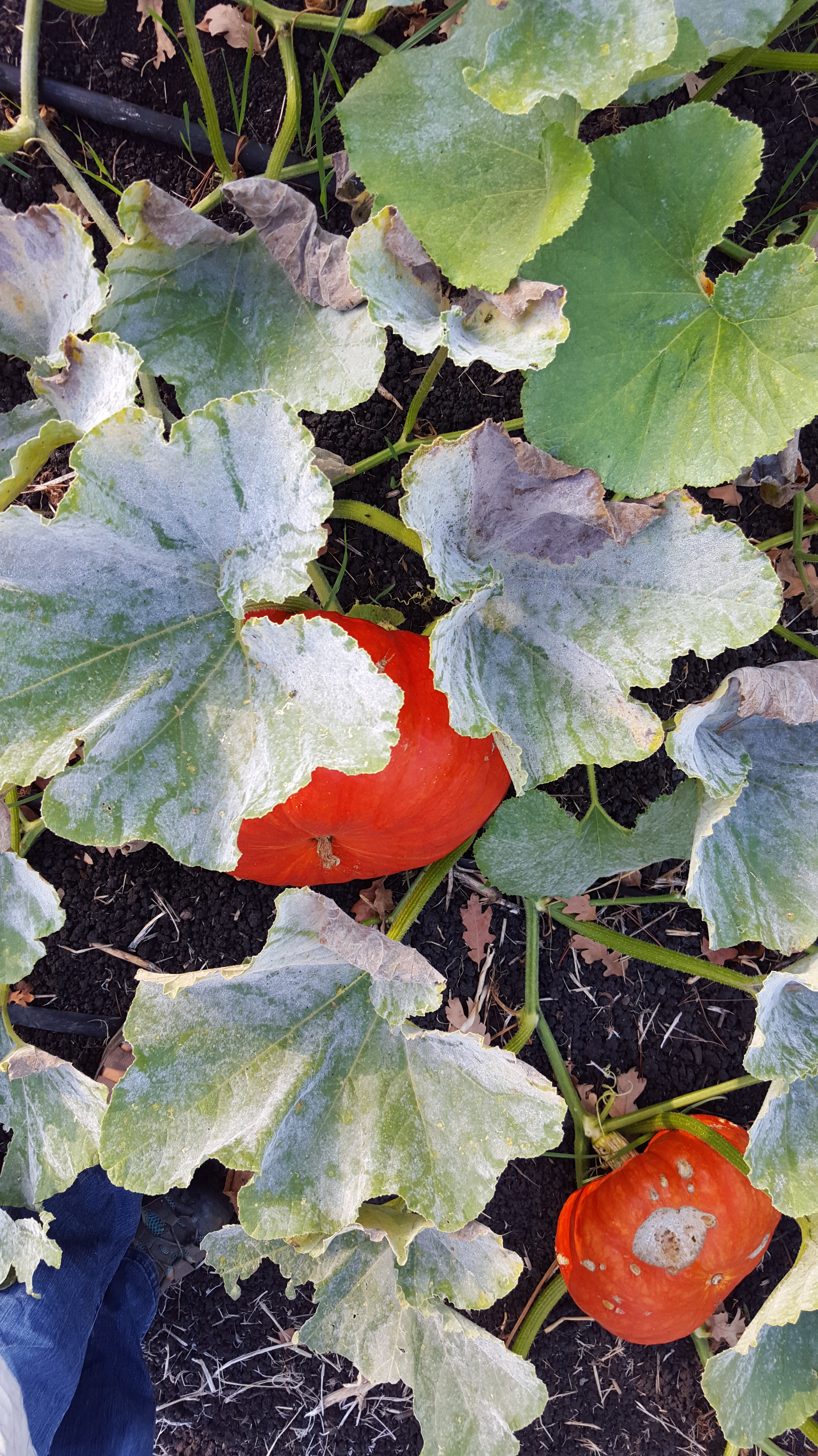 Perfectly named pumpkin variety, Cinderella.