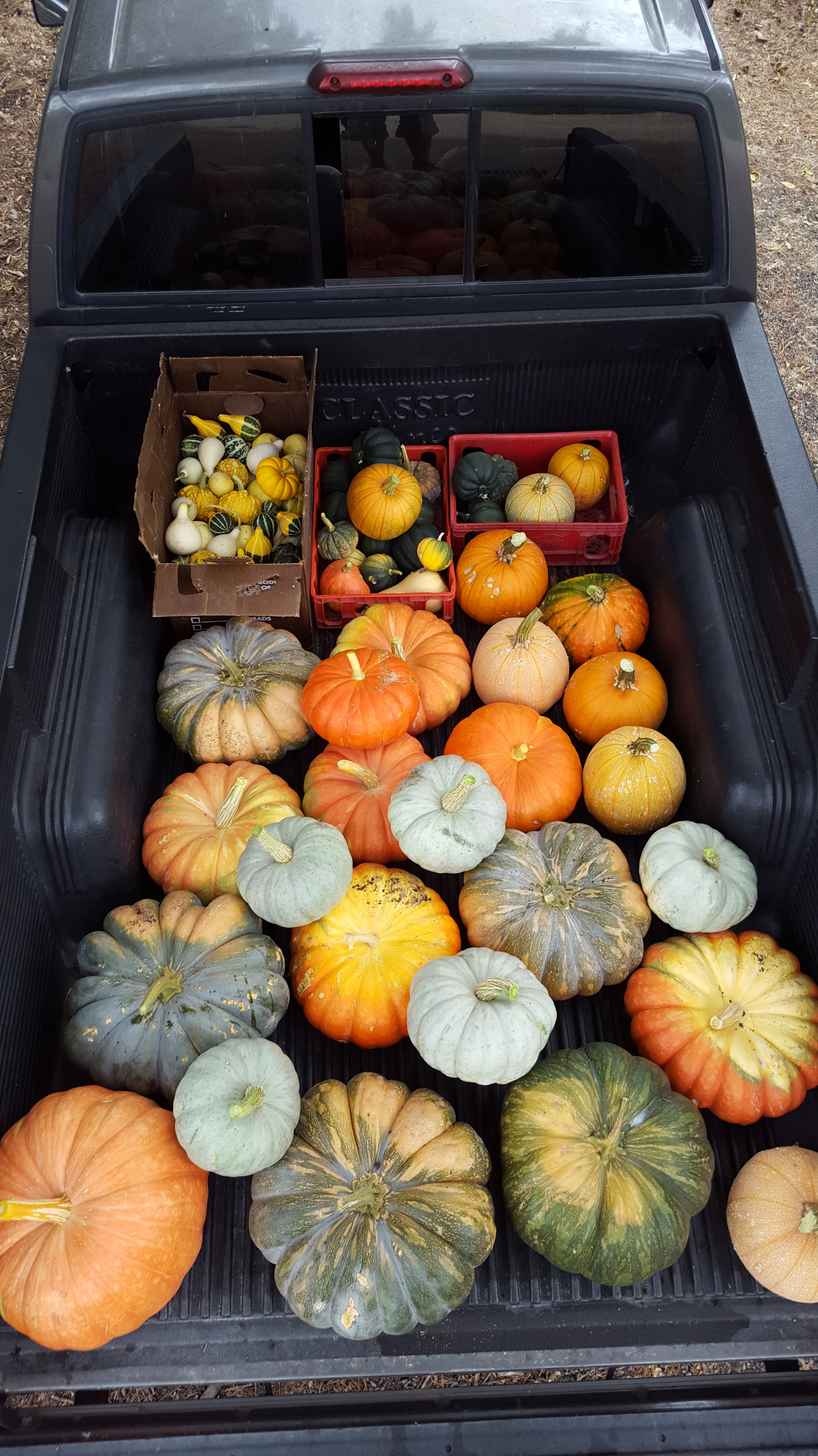 On the bottom row the third pumpkin in weights 35 pounds!