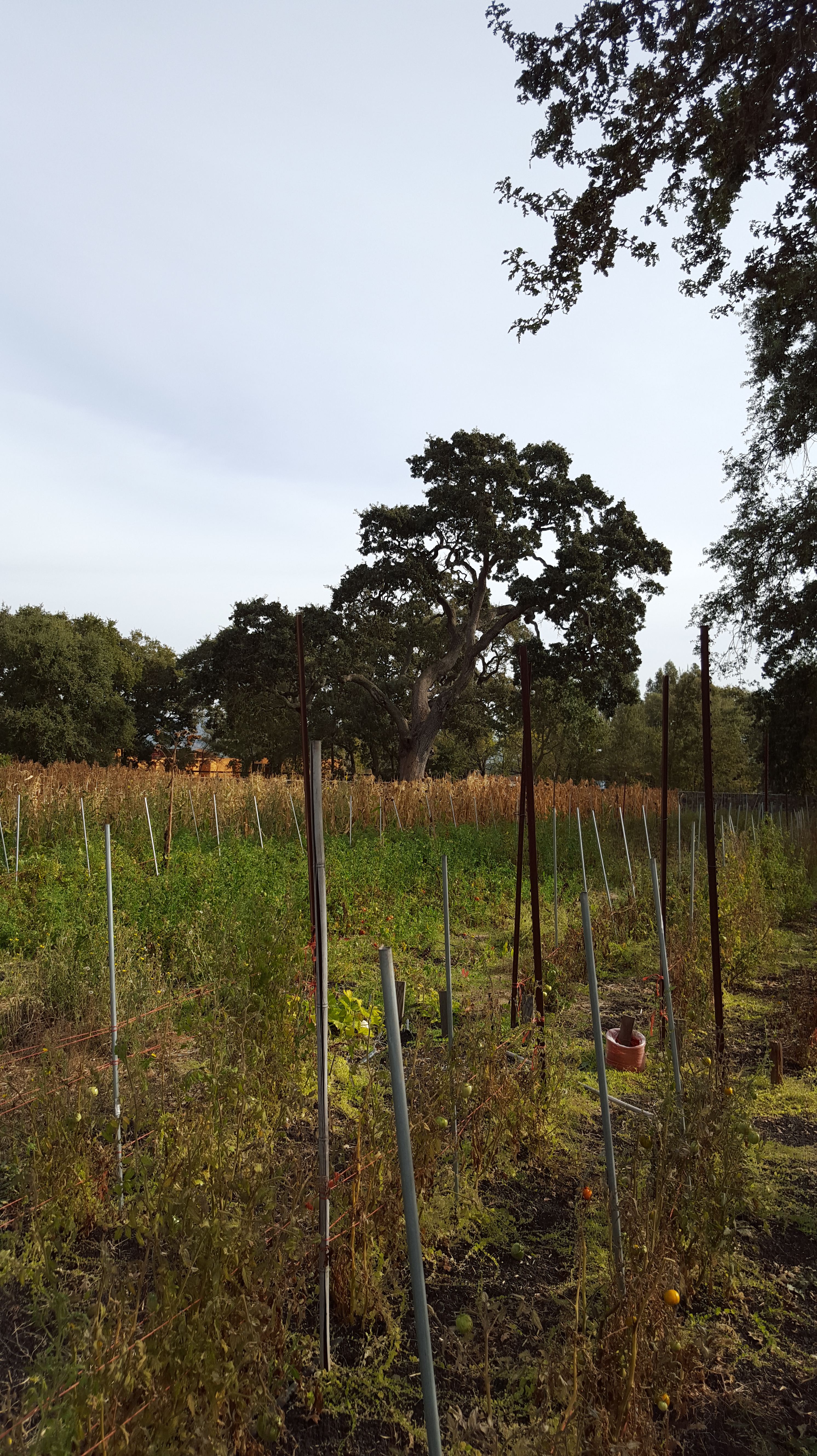 Tomato rows