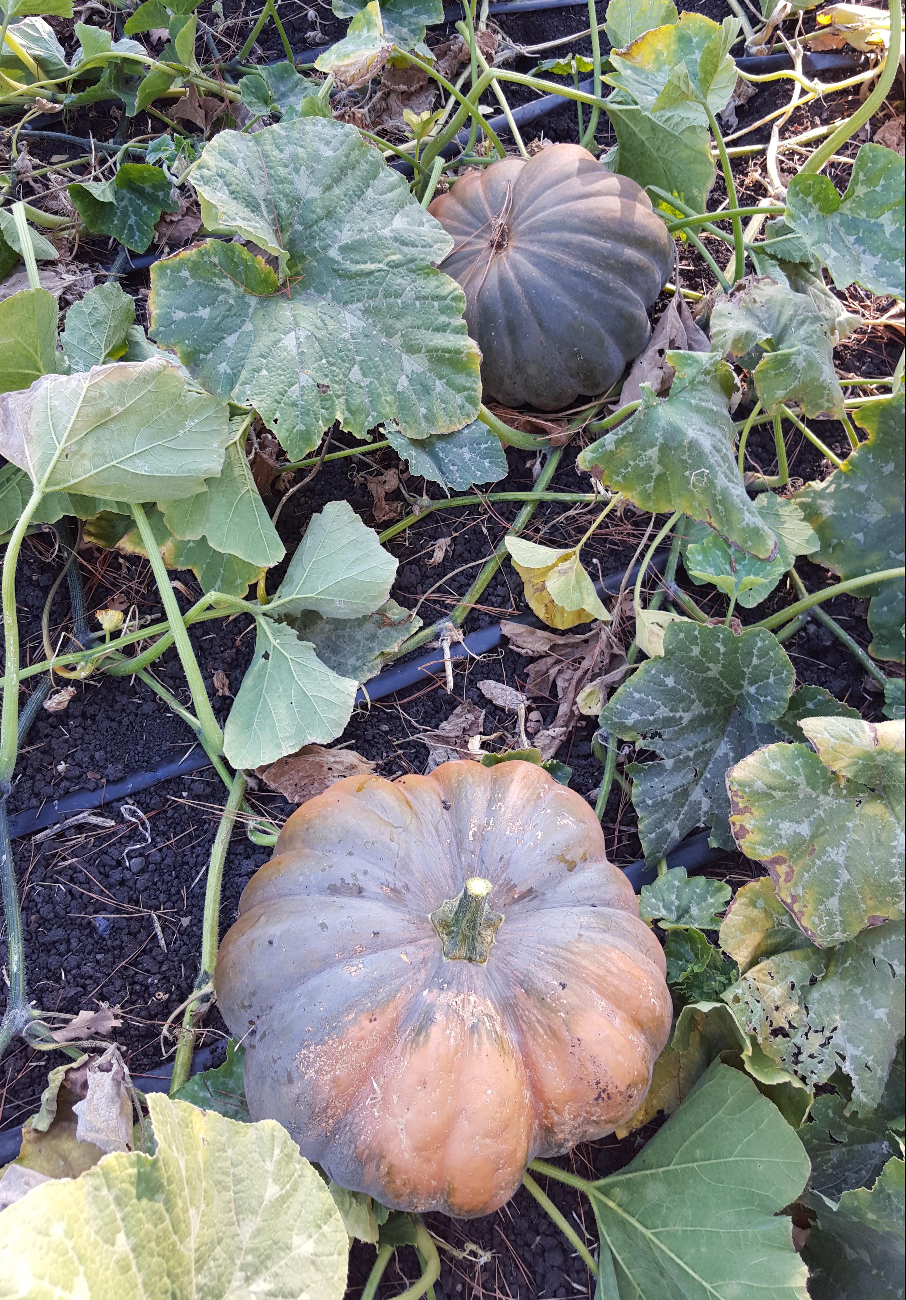 Musquée de Provence pumpkins