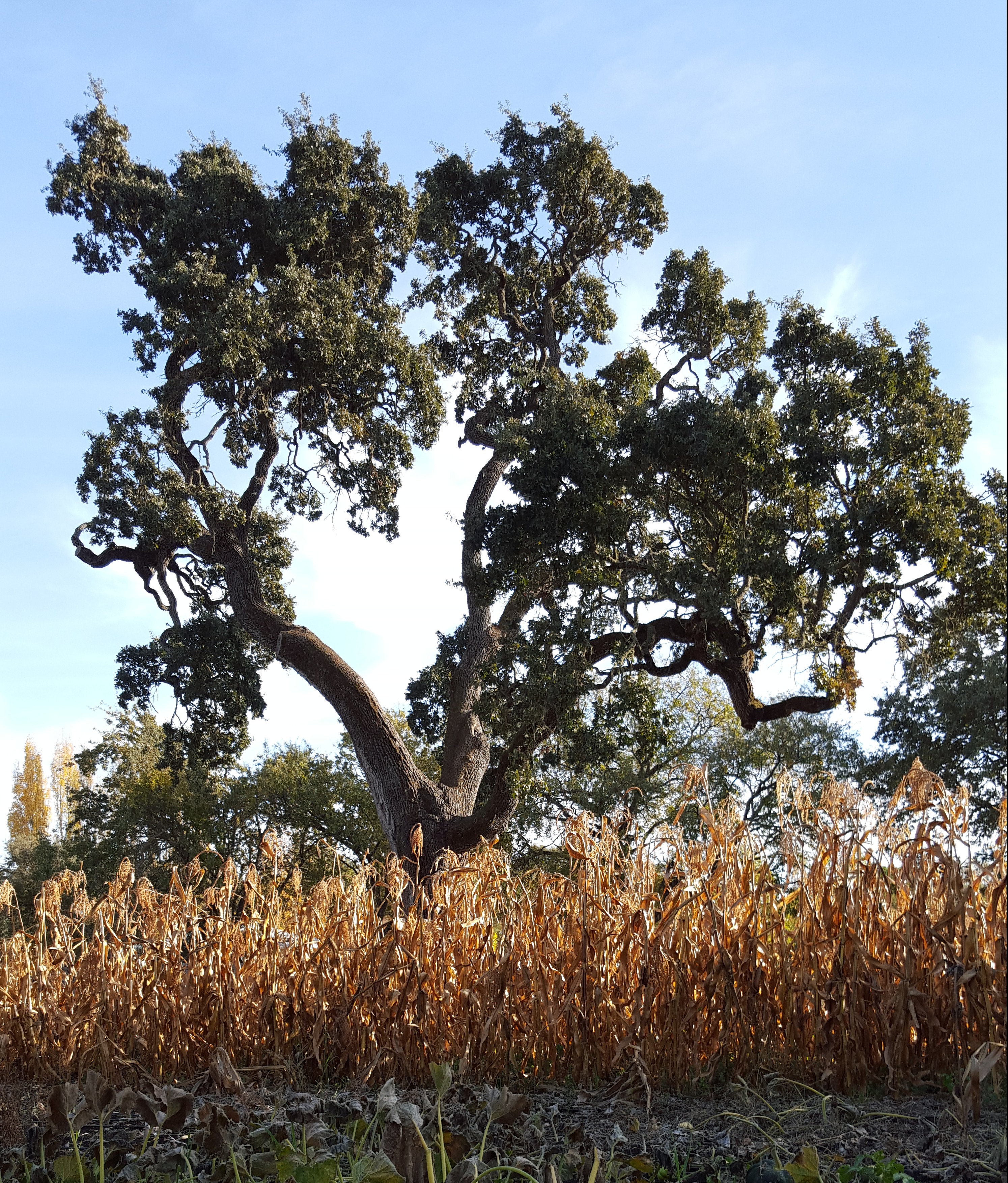 The cornstalks left behind