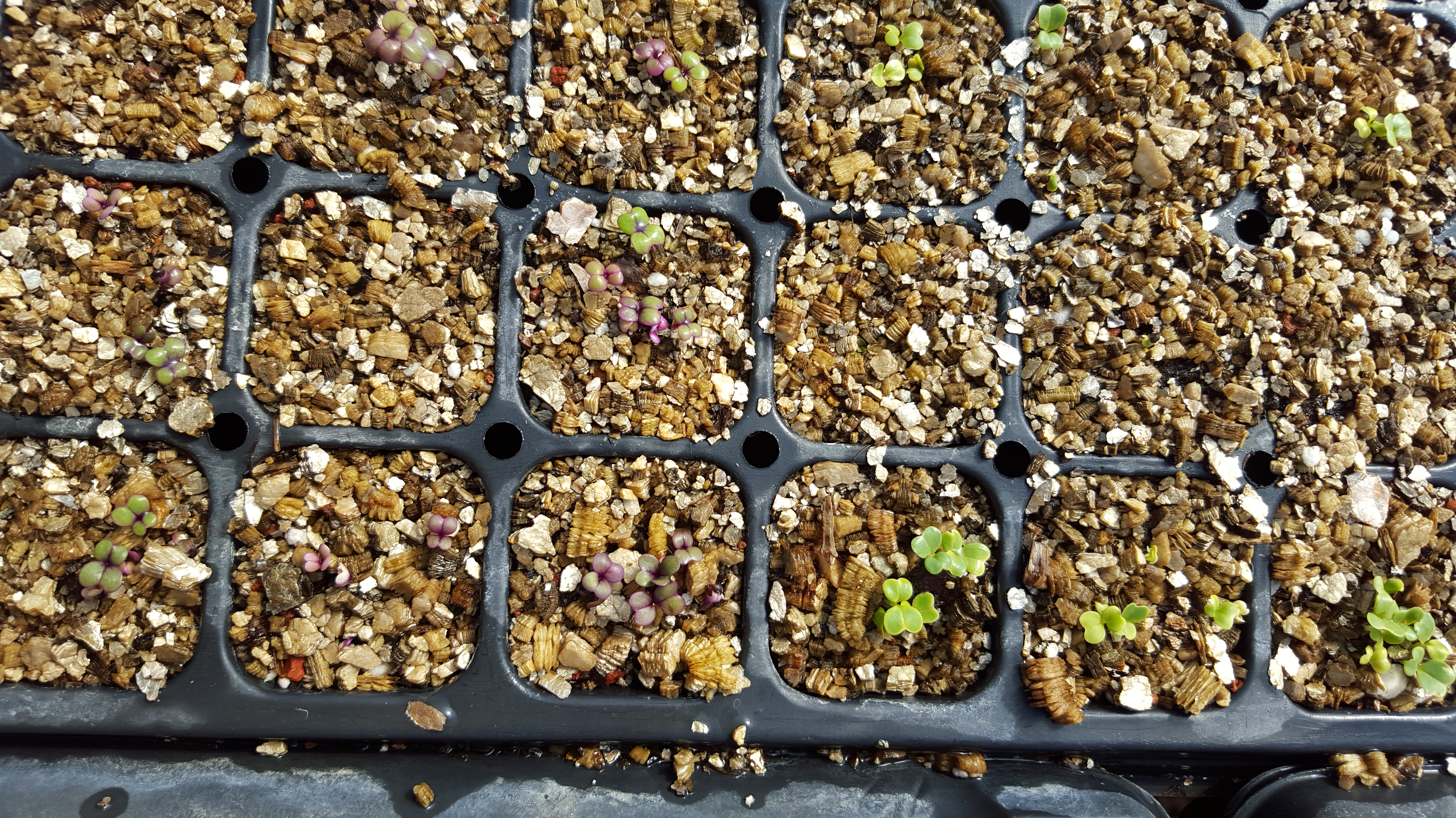 Tiny mustard seedlings