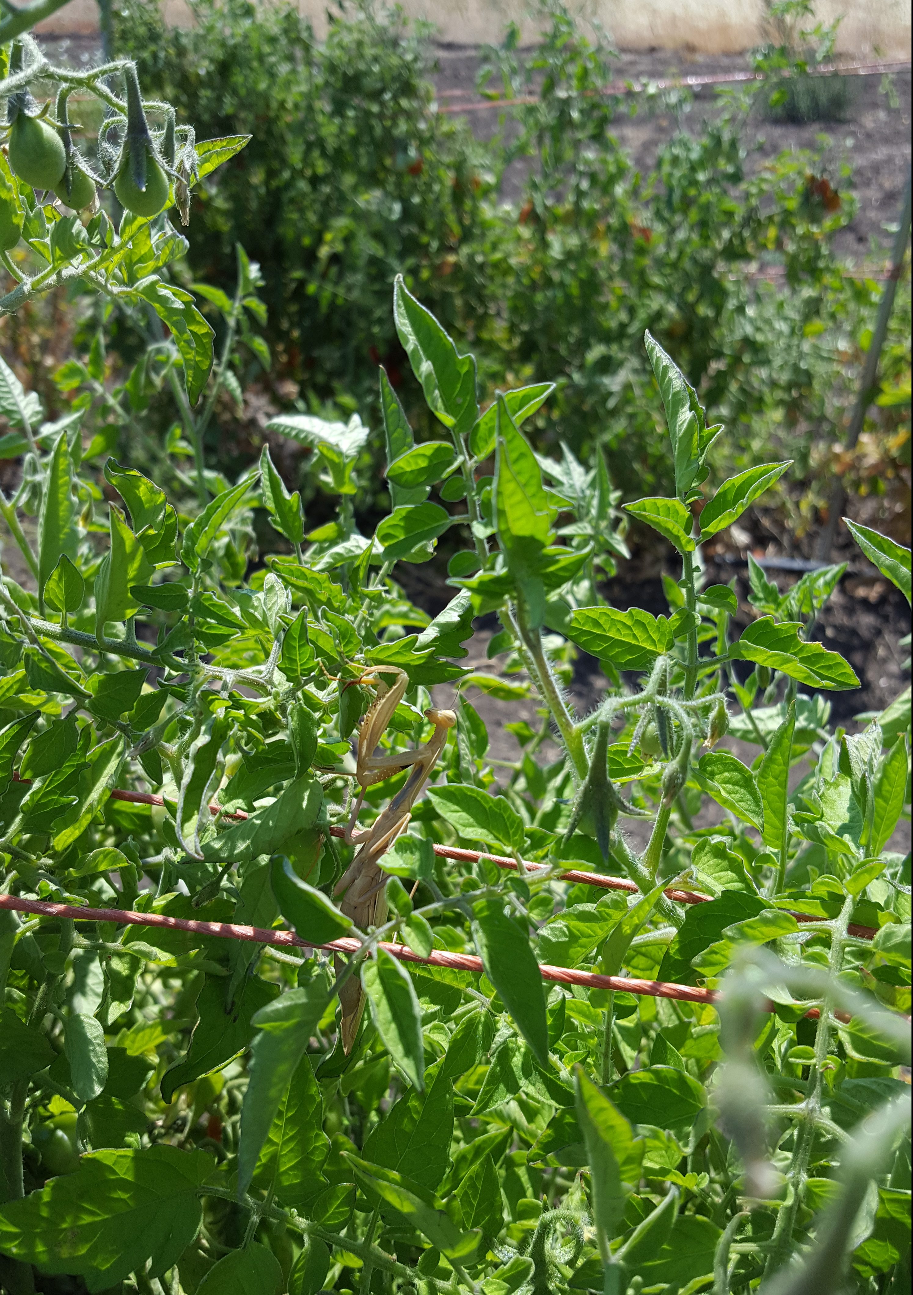 A friend in the tomato rows