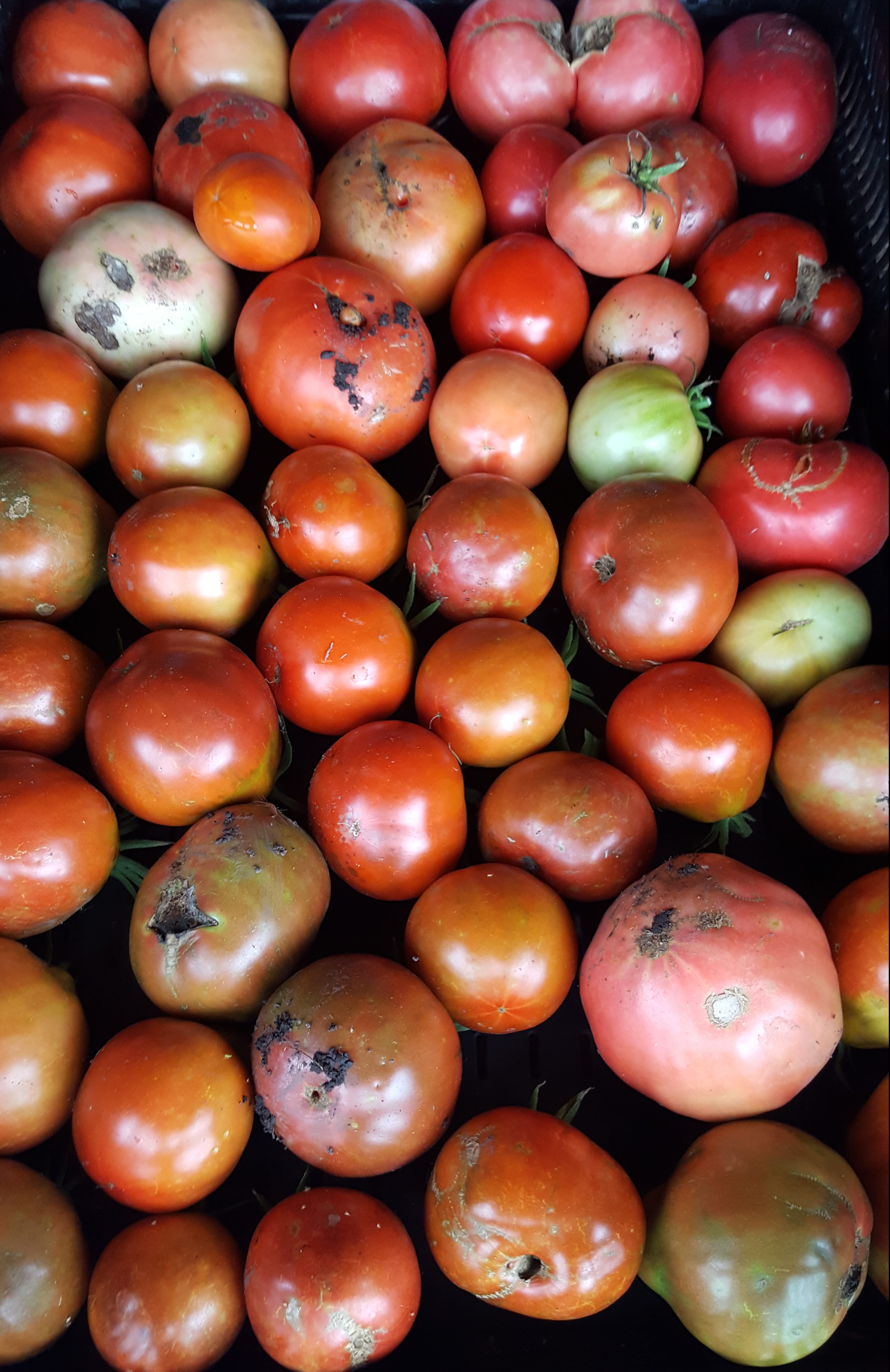 Late heirloom tomatoes