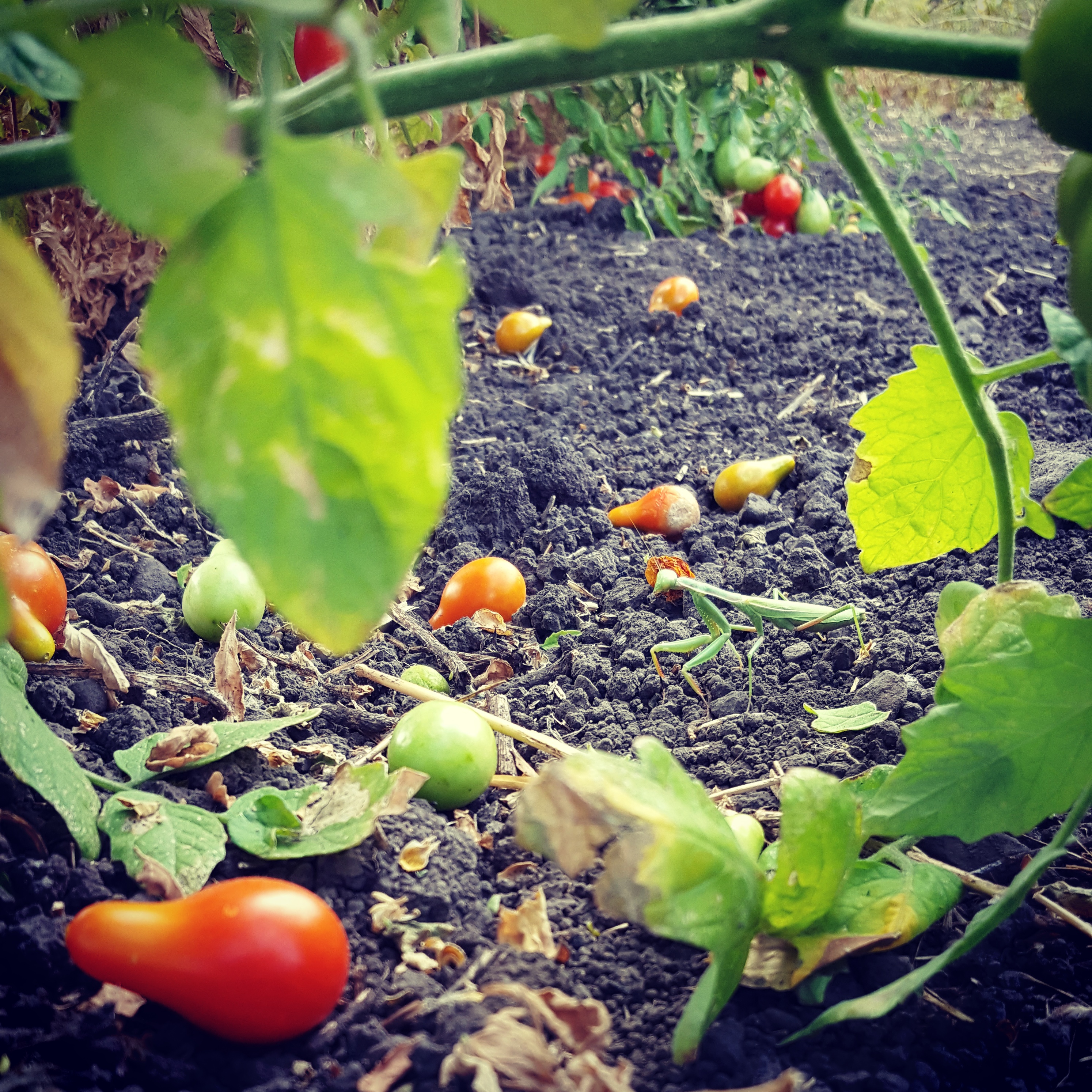 A praying mantis inspecting the cherry tomatoes