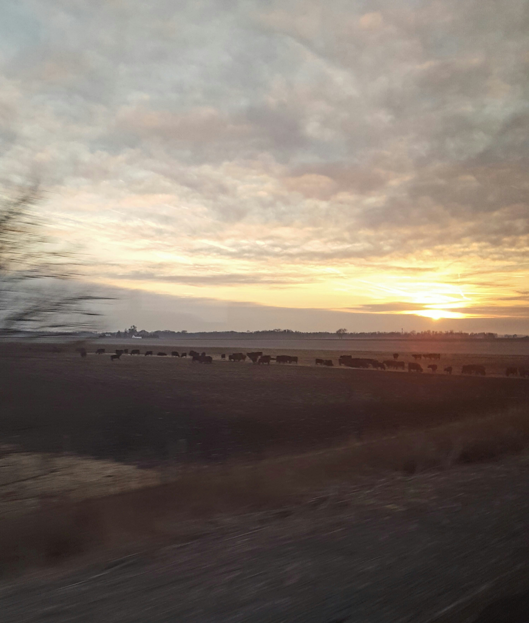 Cattle somewhere in Illinois