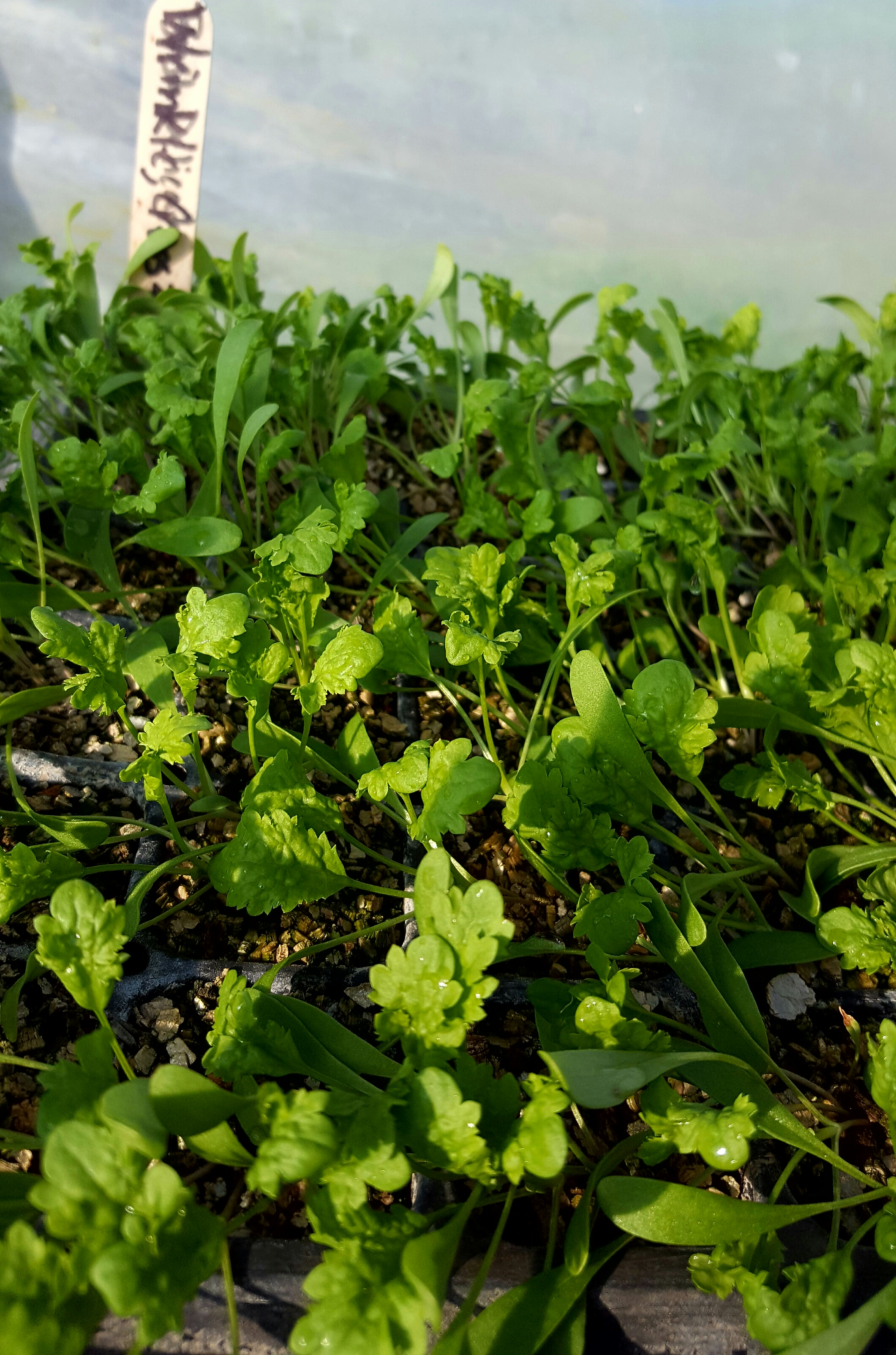 Wrinkled Crinkled Crumpled Cress (seriously thats its name)