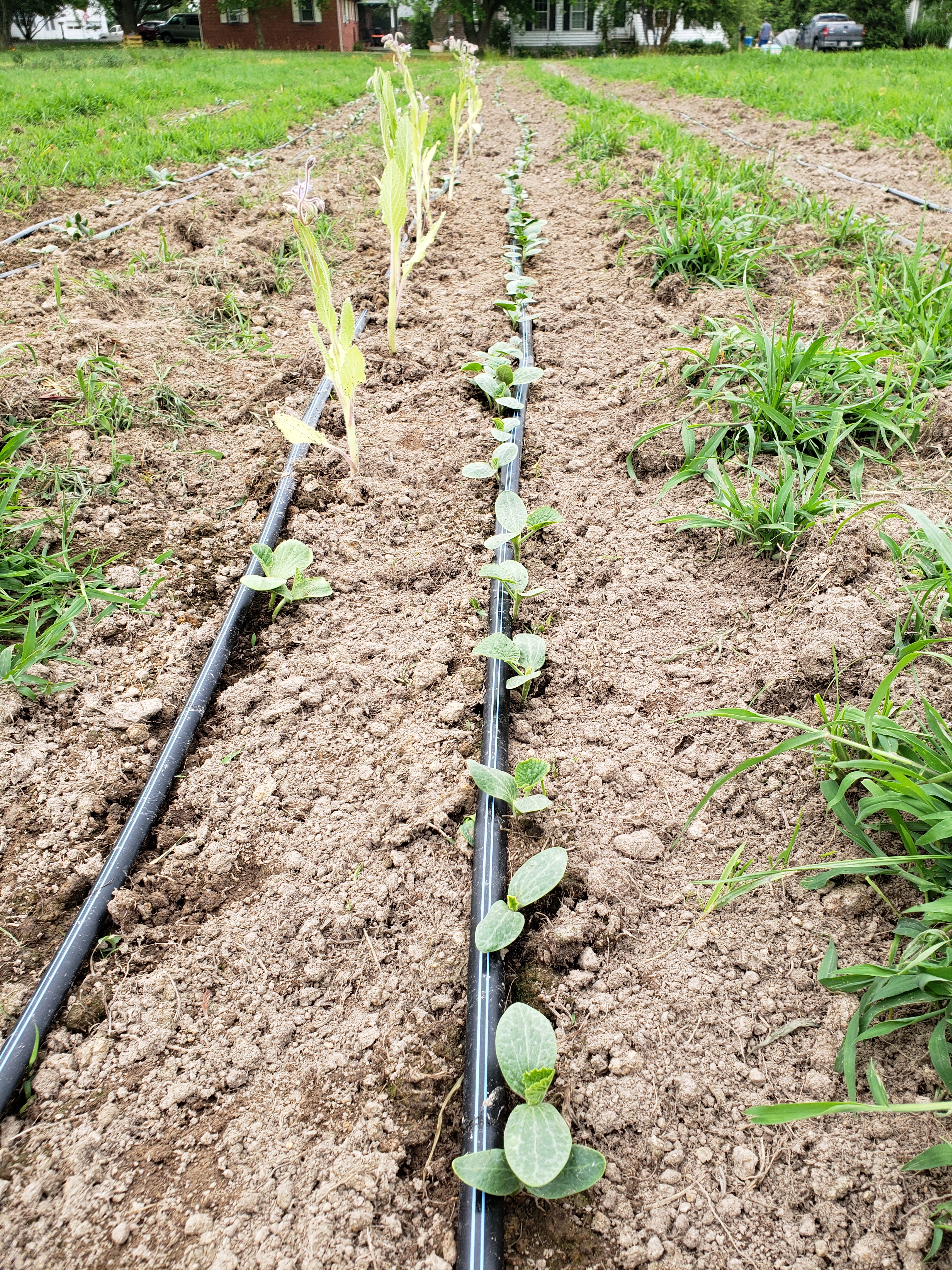 pumpkin rows