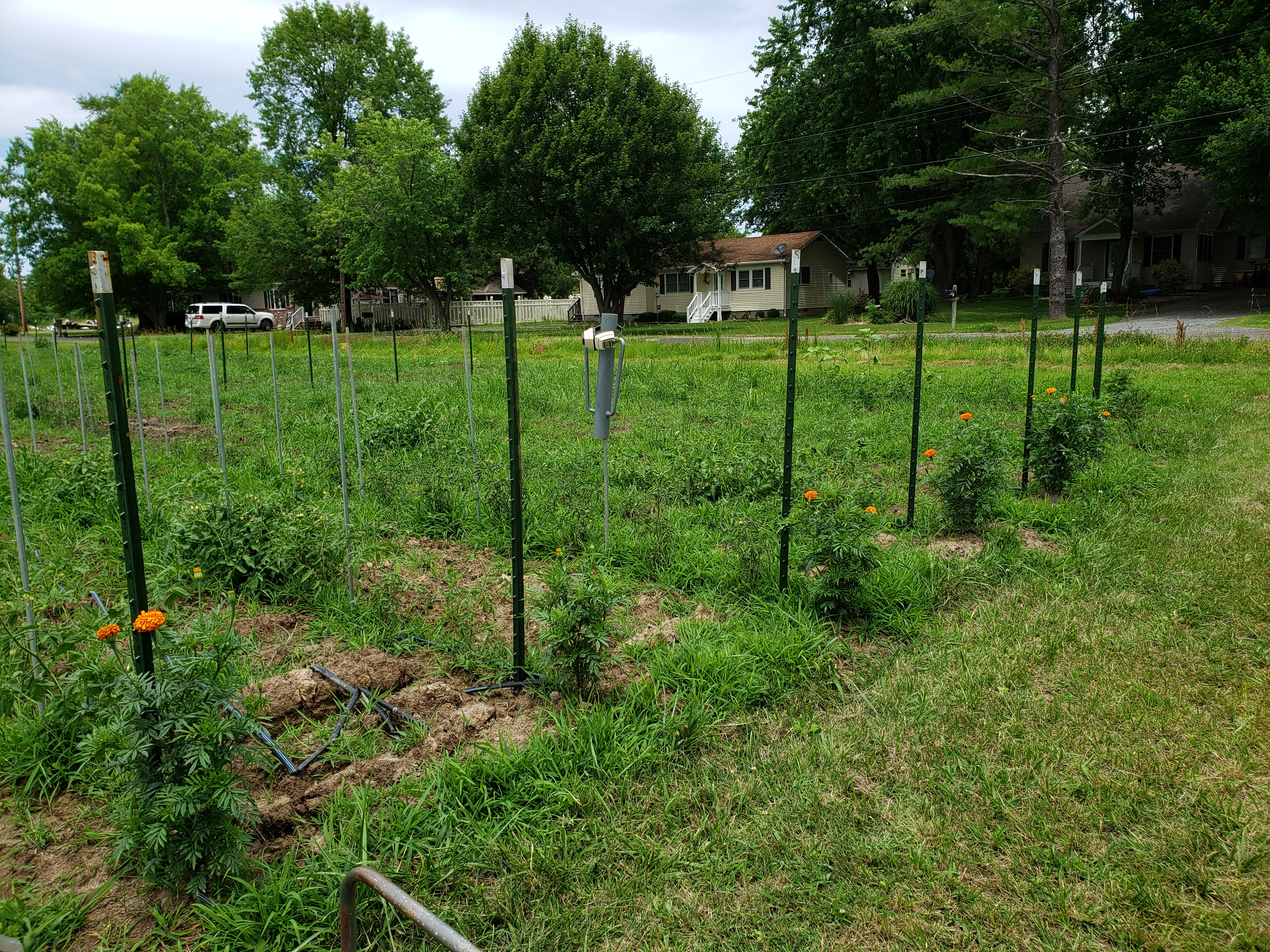 tomato rows