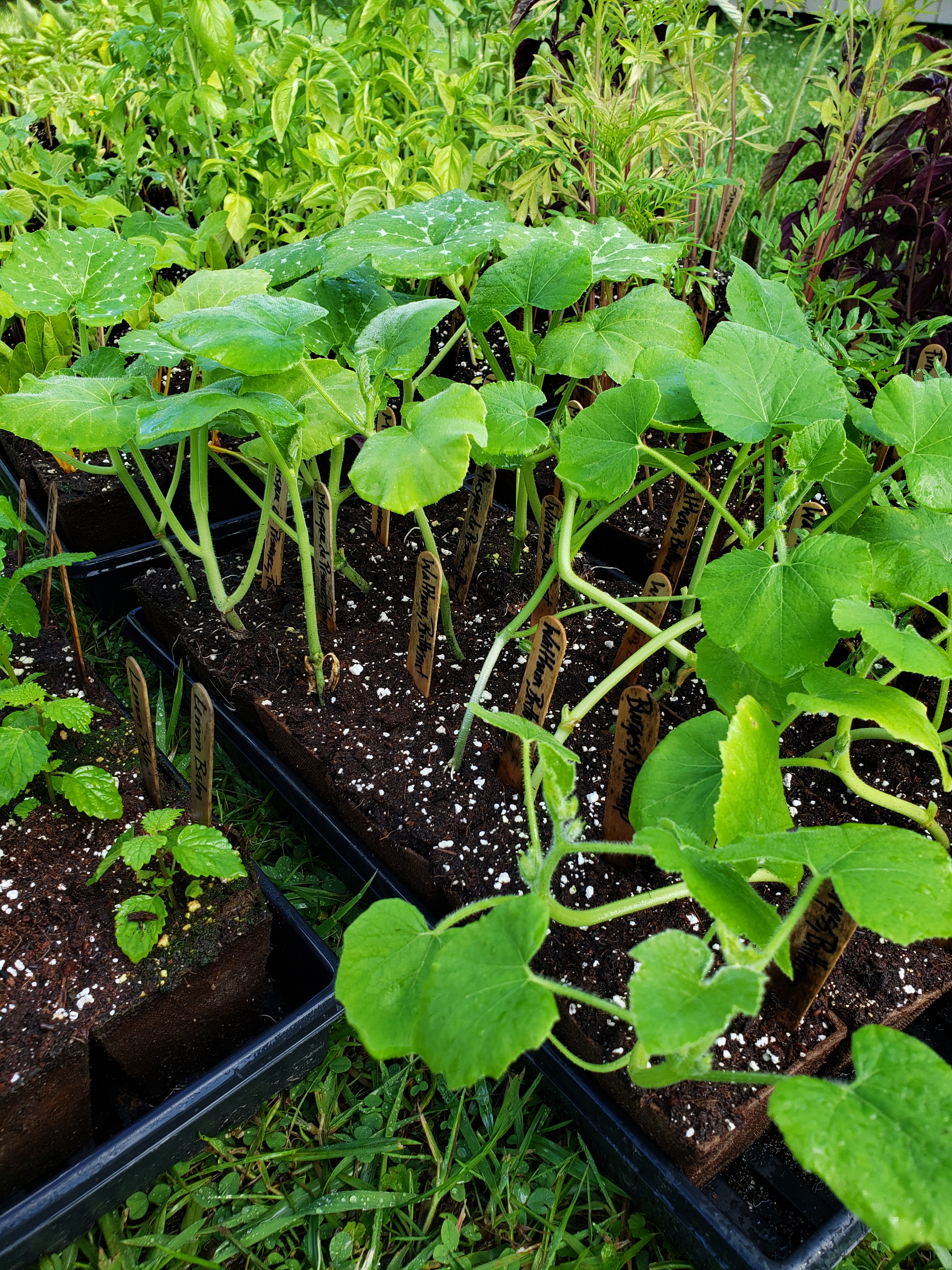 winter squash seedlings