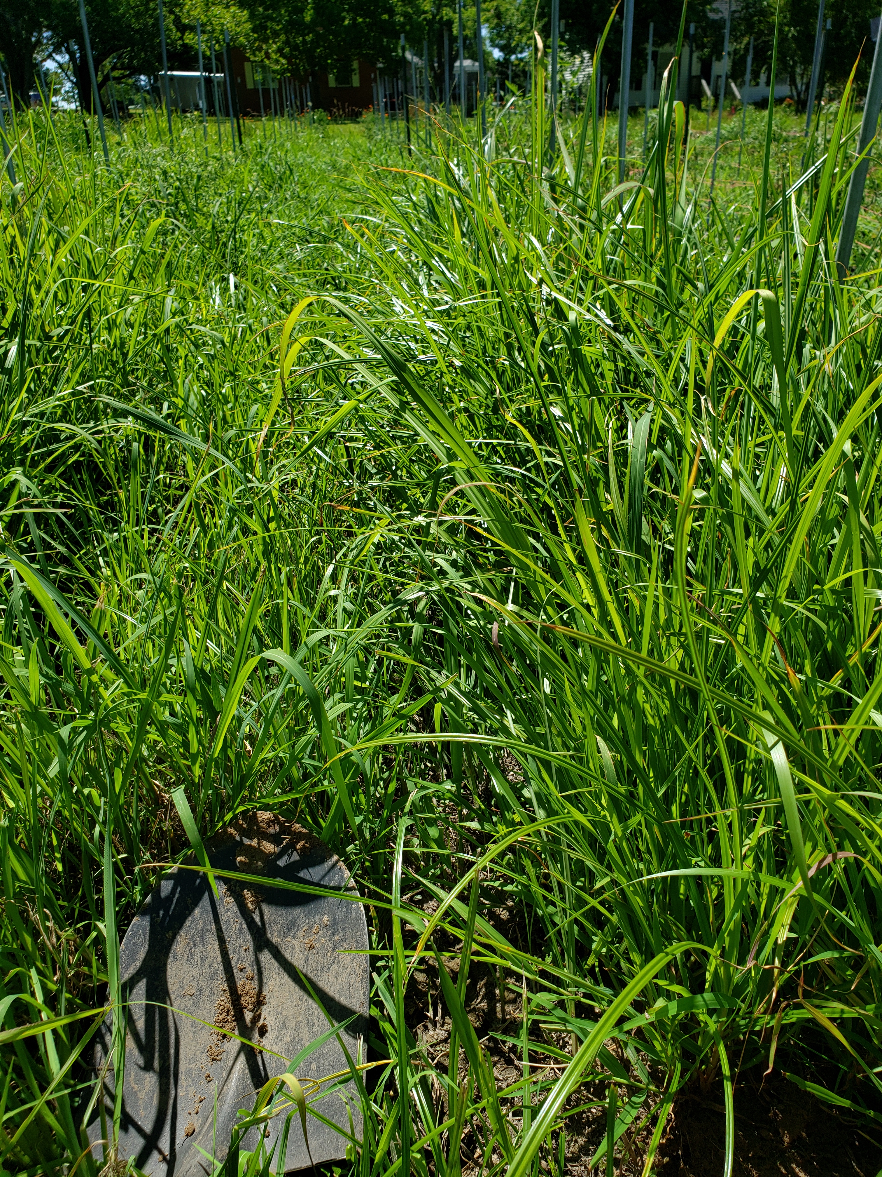 grassy tomato row