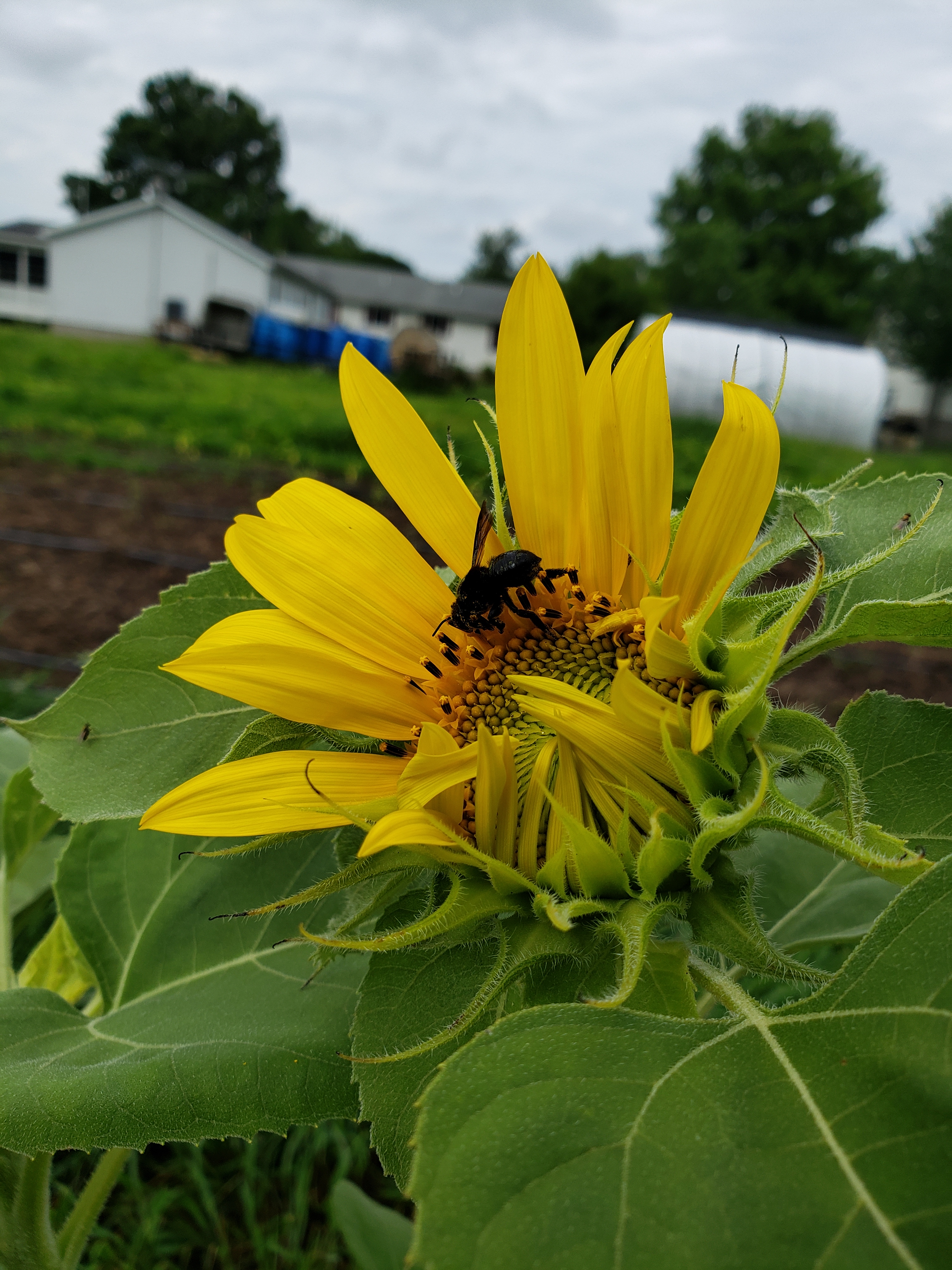 sunflower bee