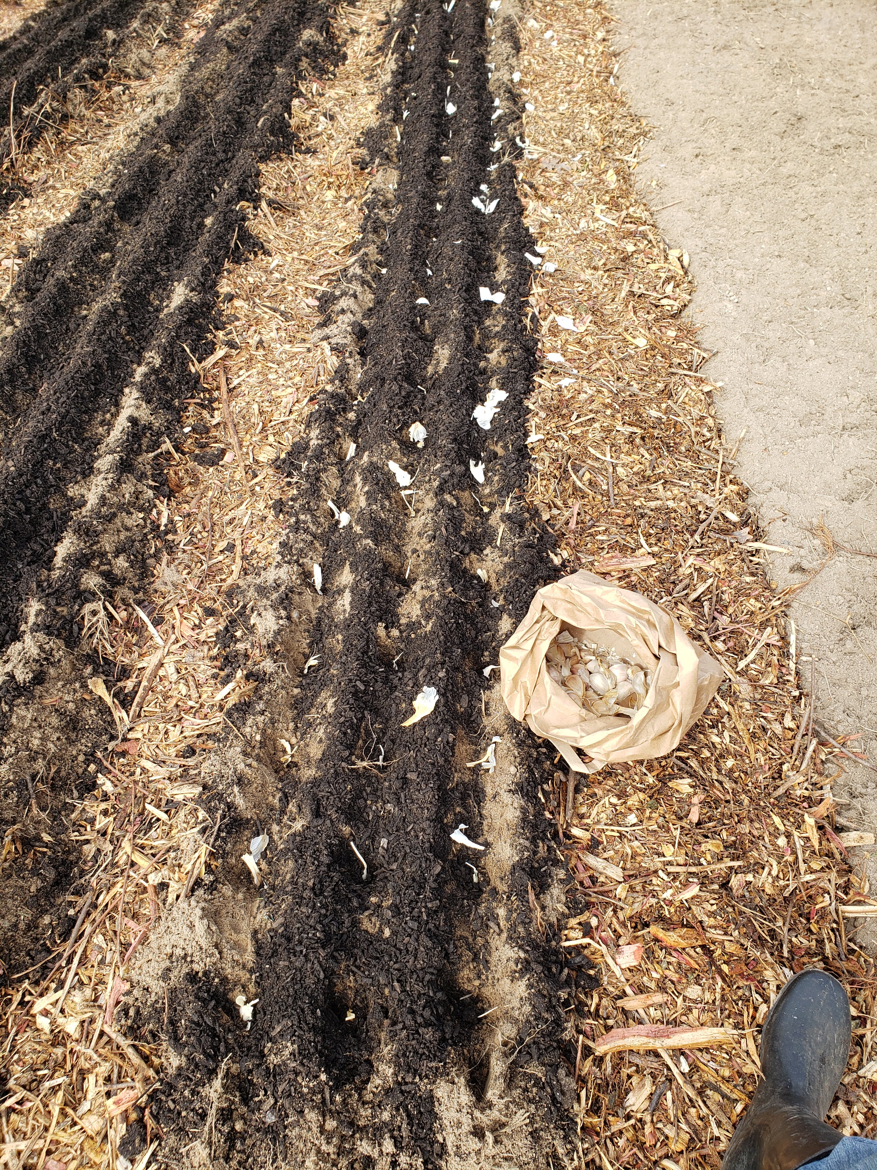 planting garlic