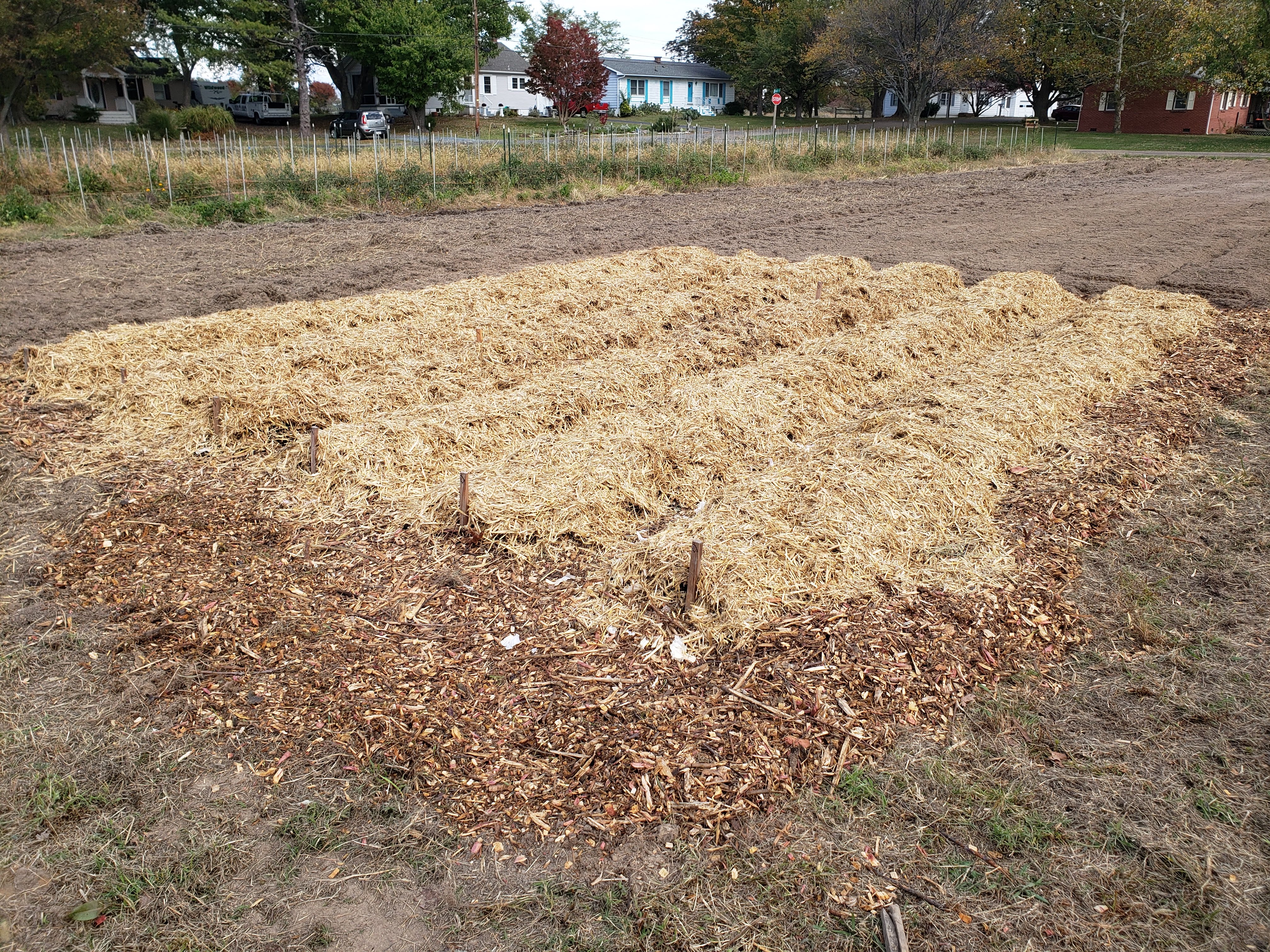 mulched garlic