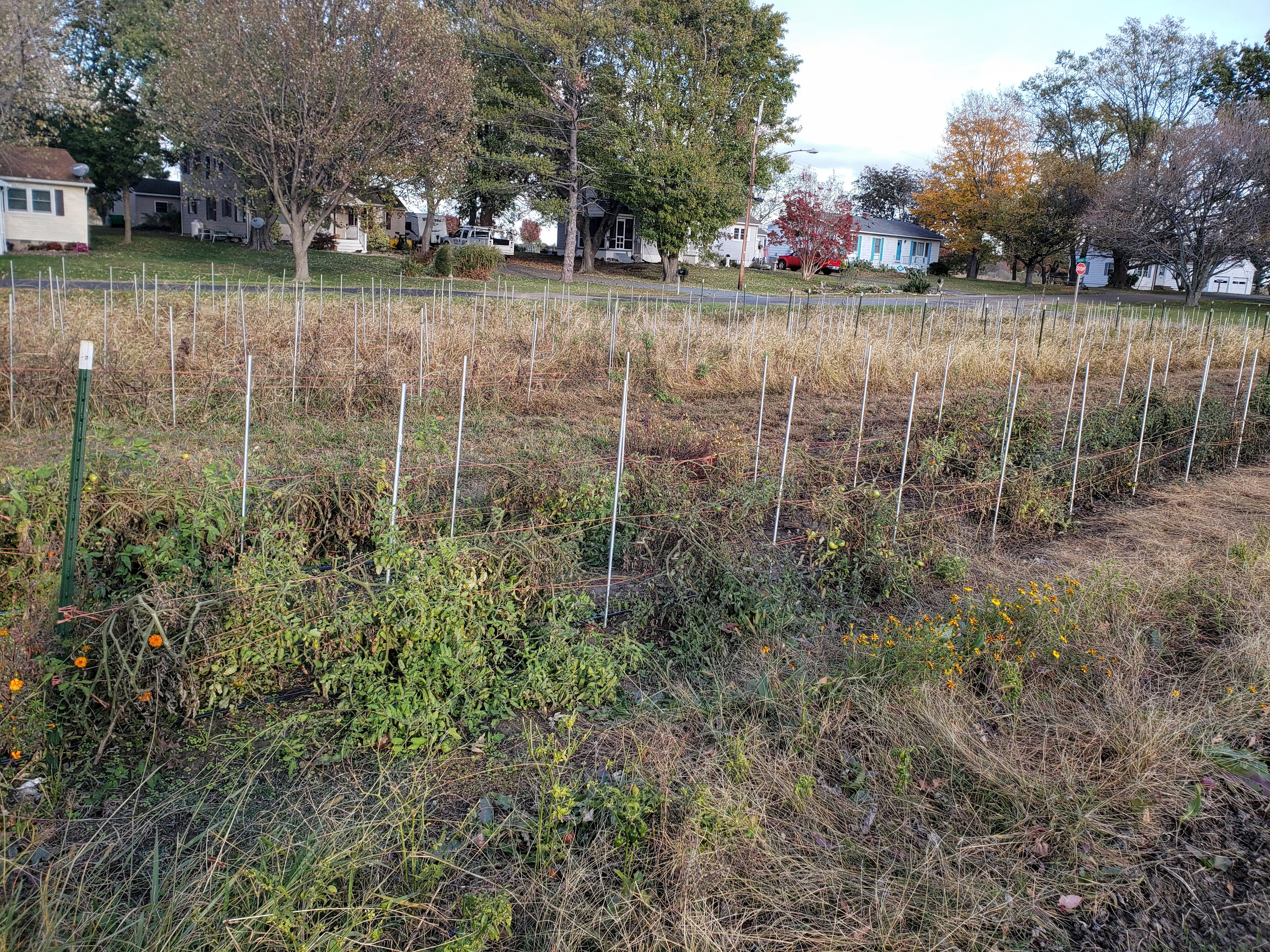 november tomato field