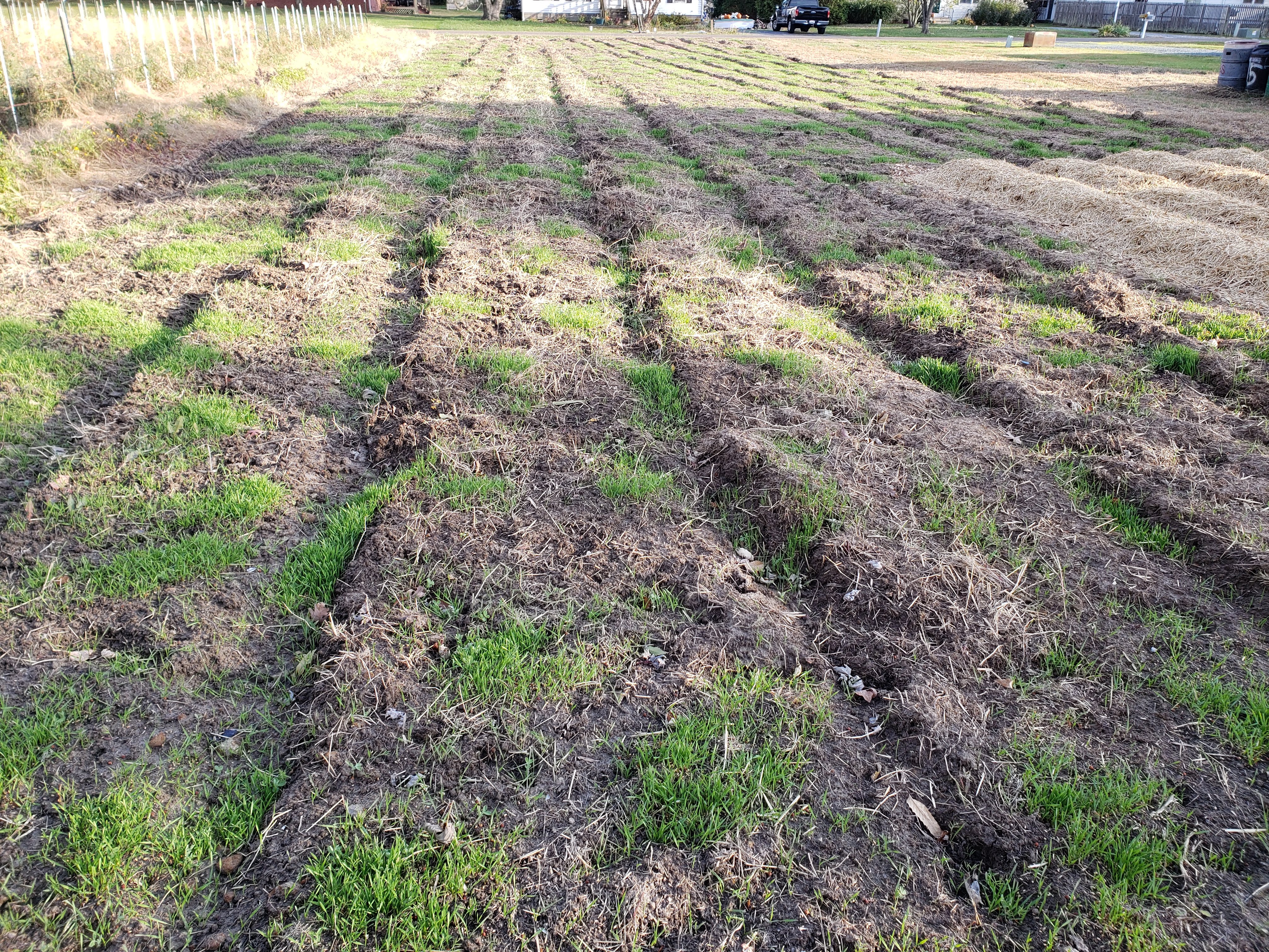 cover crop