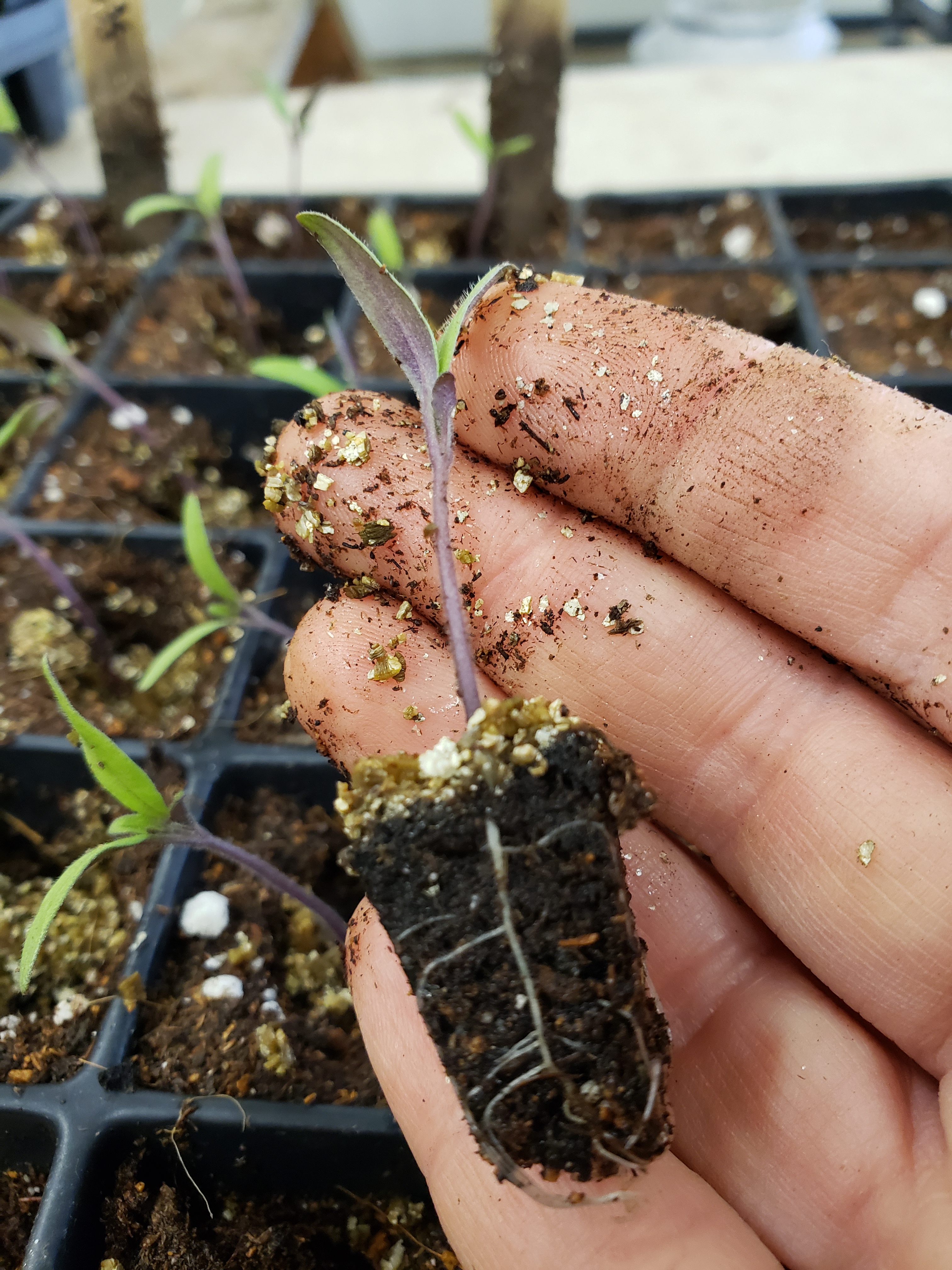 tomato seedling