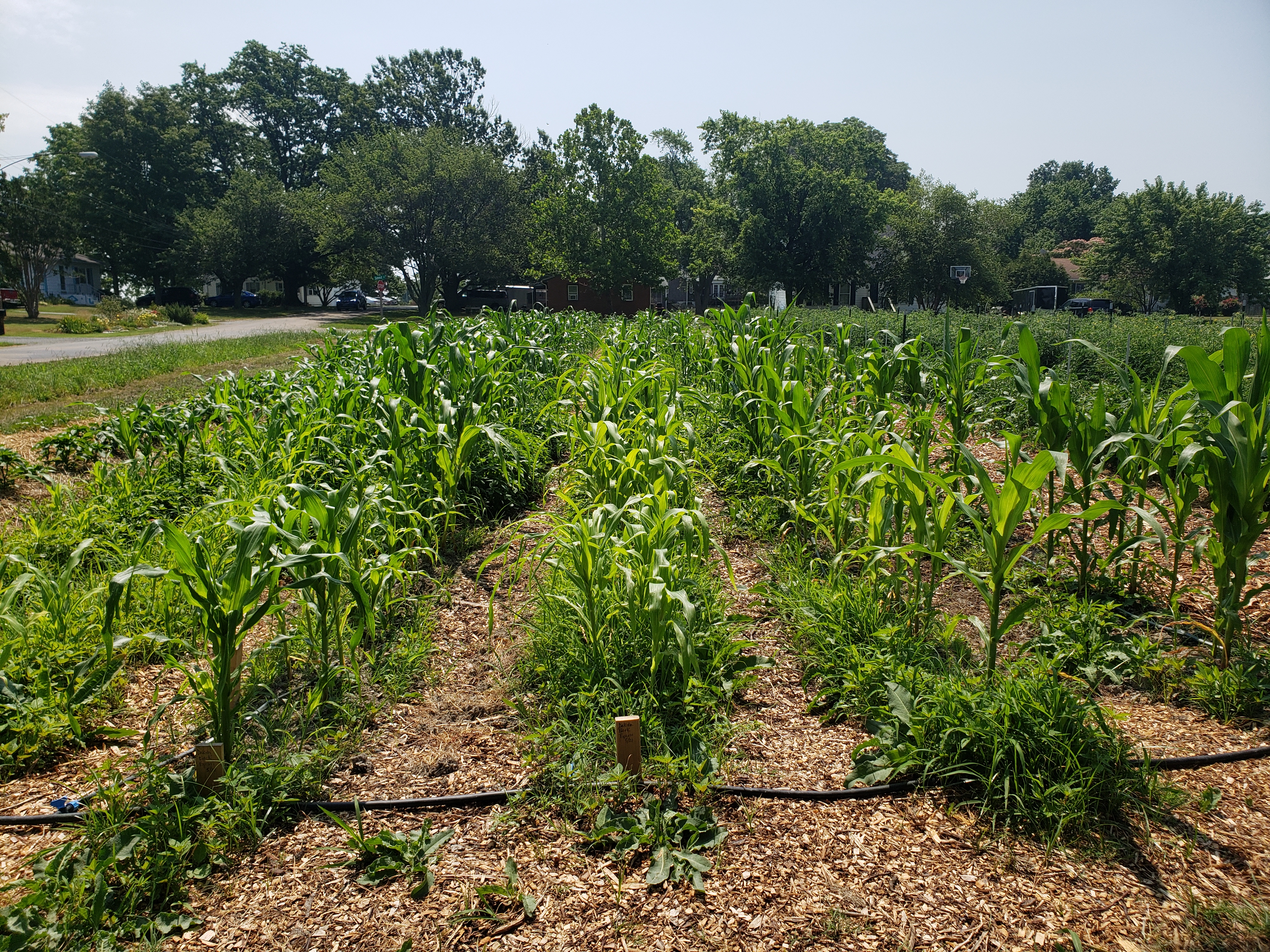 popcorn rows