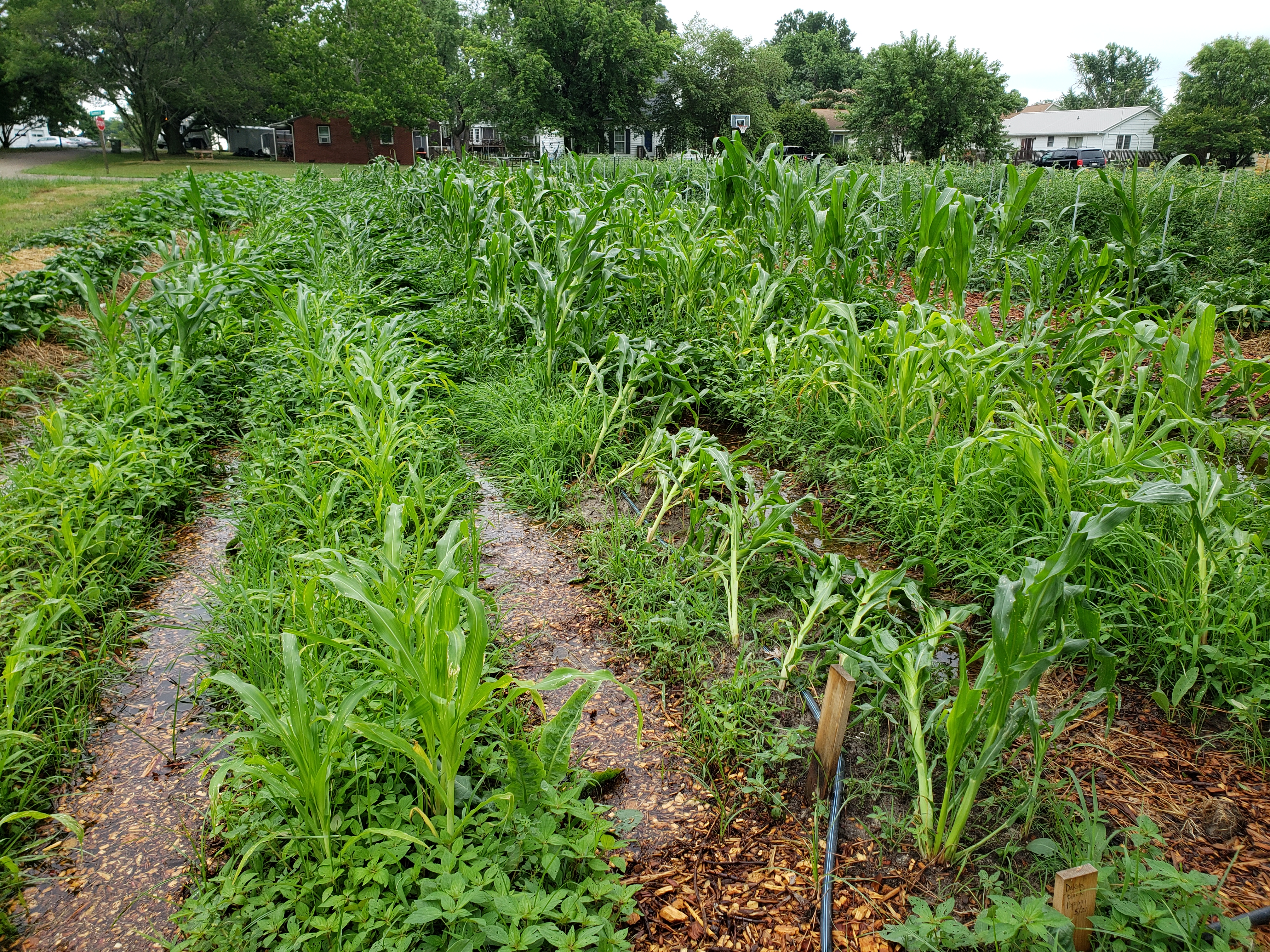 flooded popcorn rows