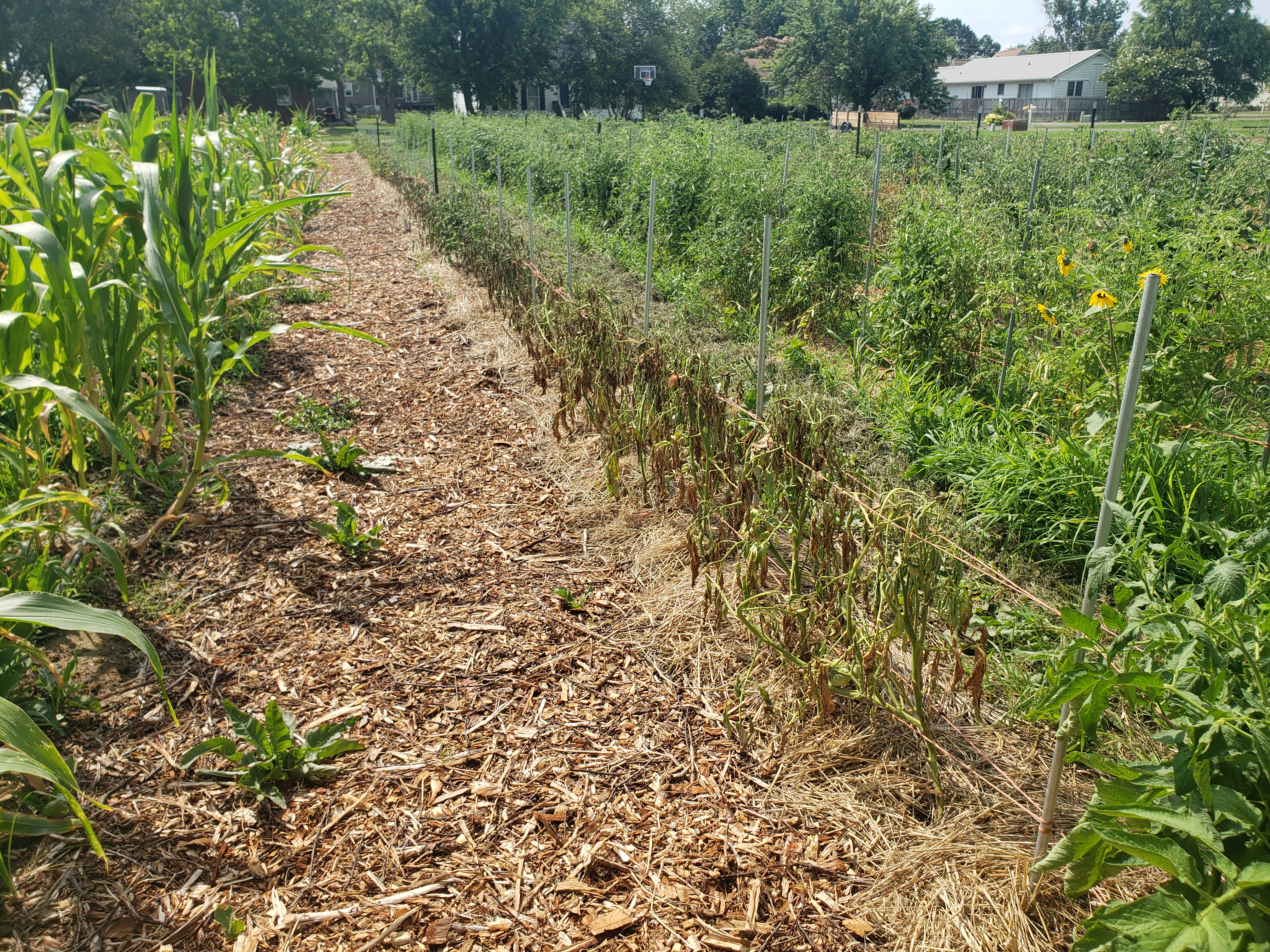 wilted tomatoes