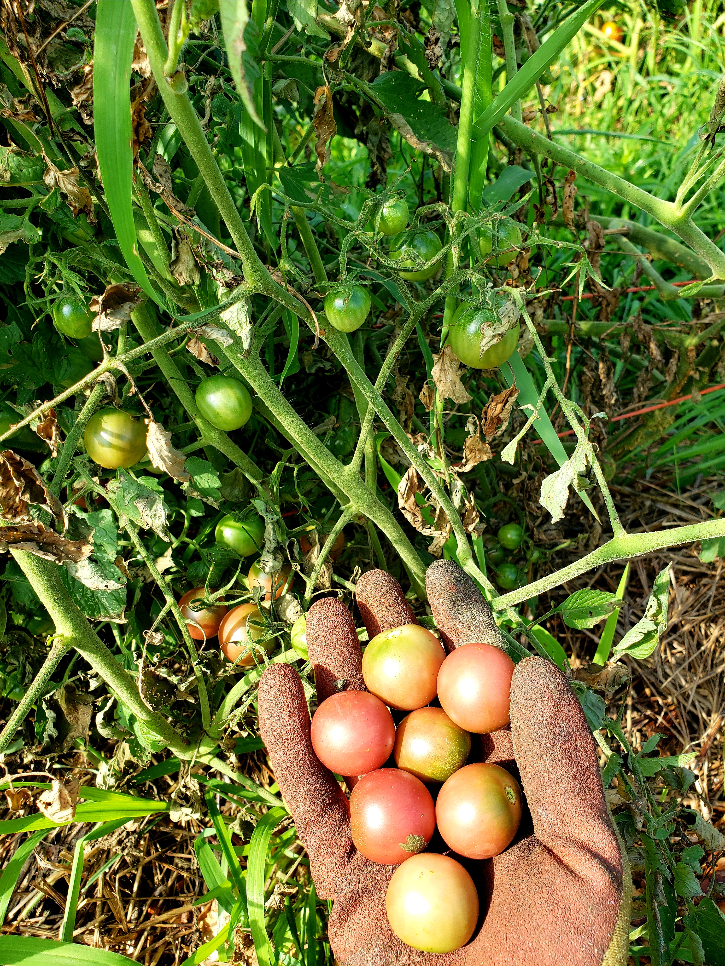 cherry tomato plant