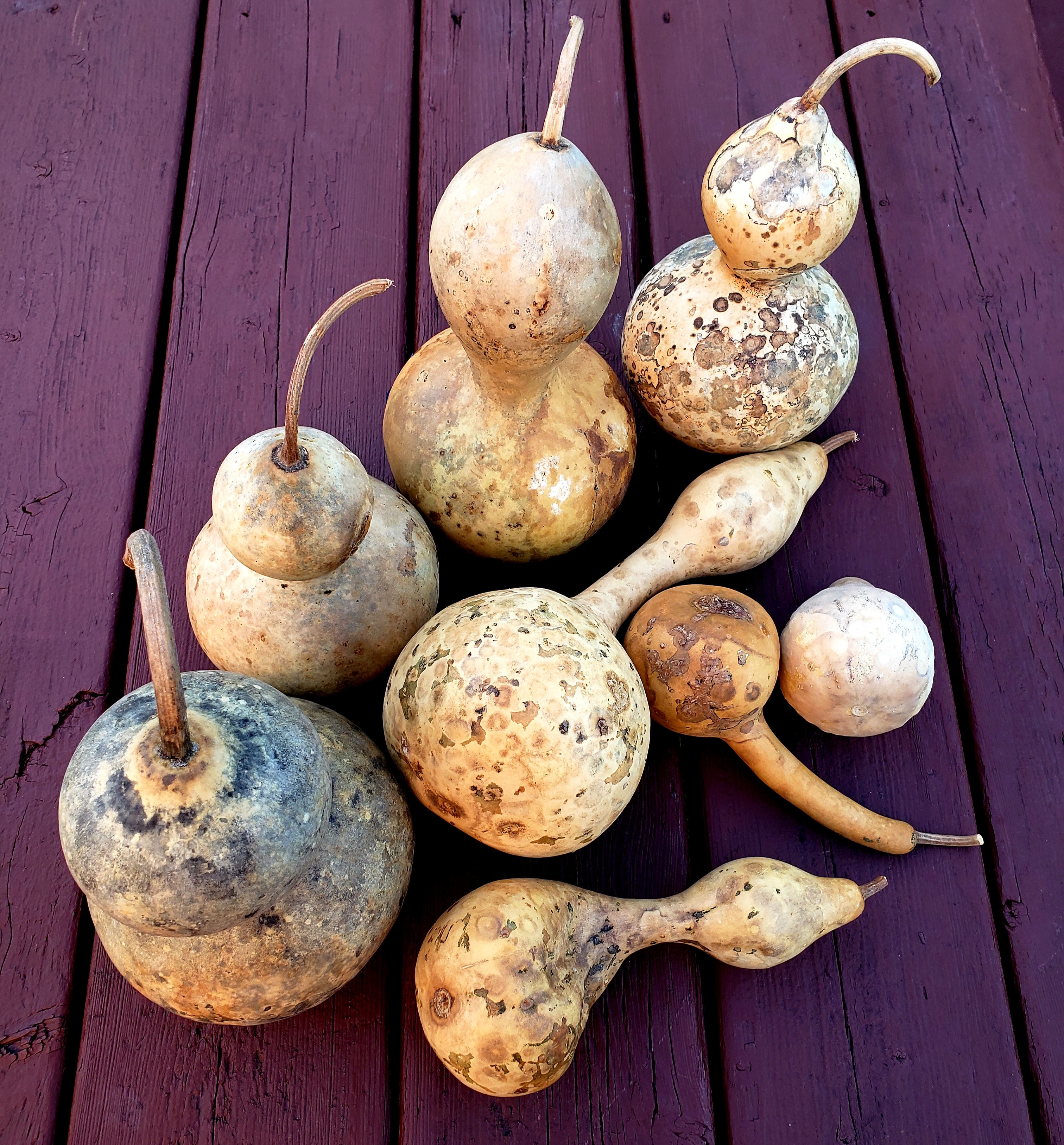 dried gourds