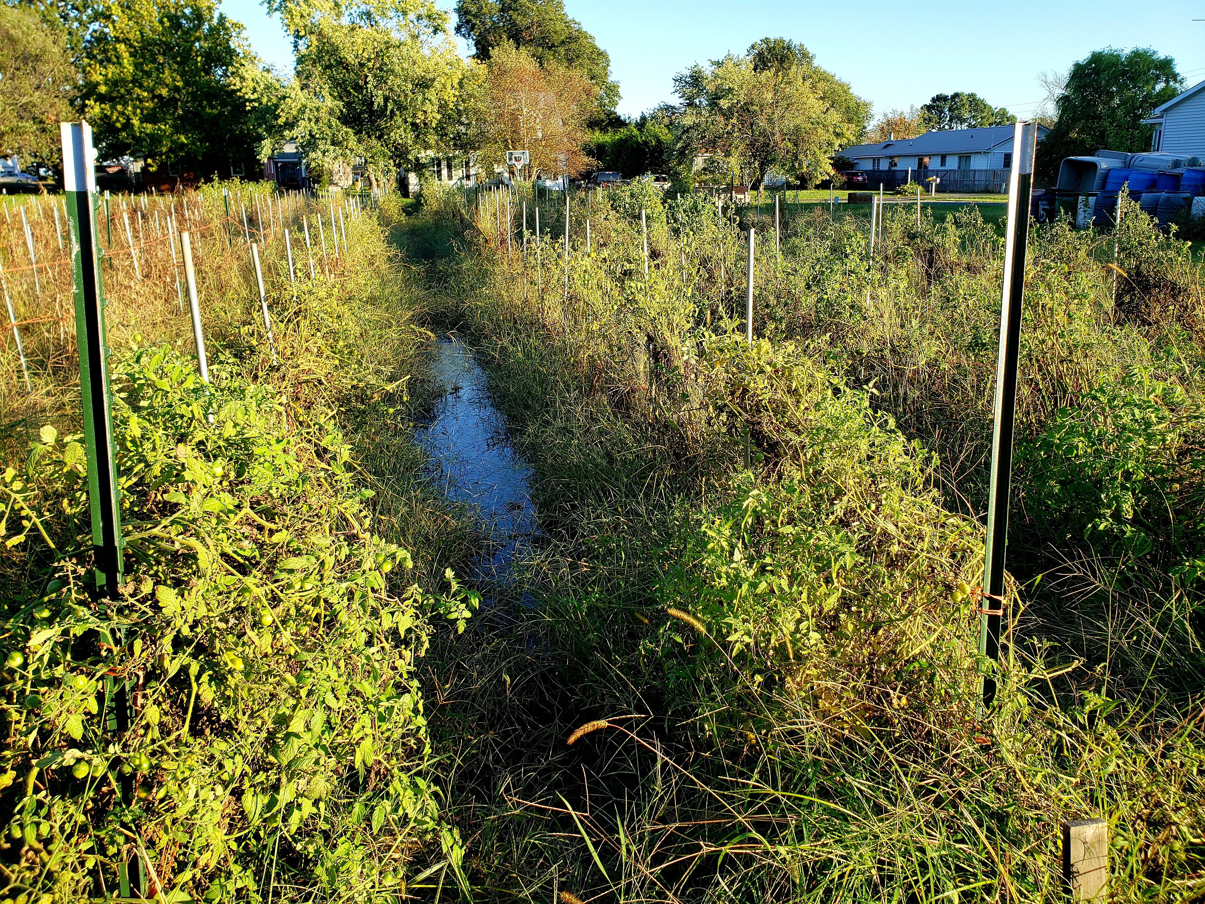 tomato field