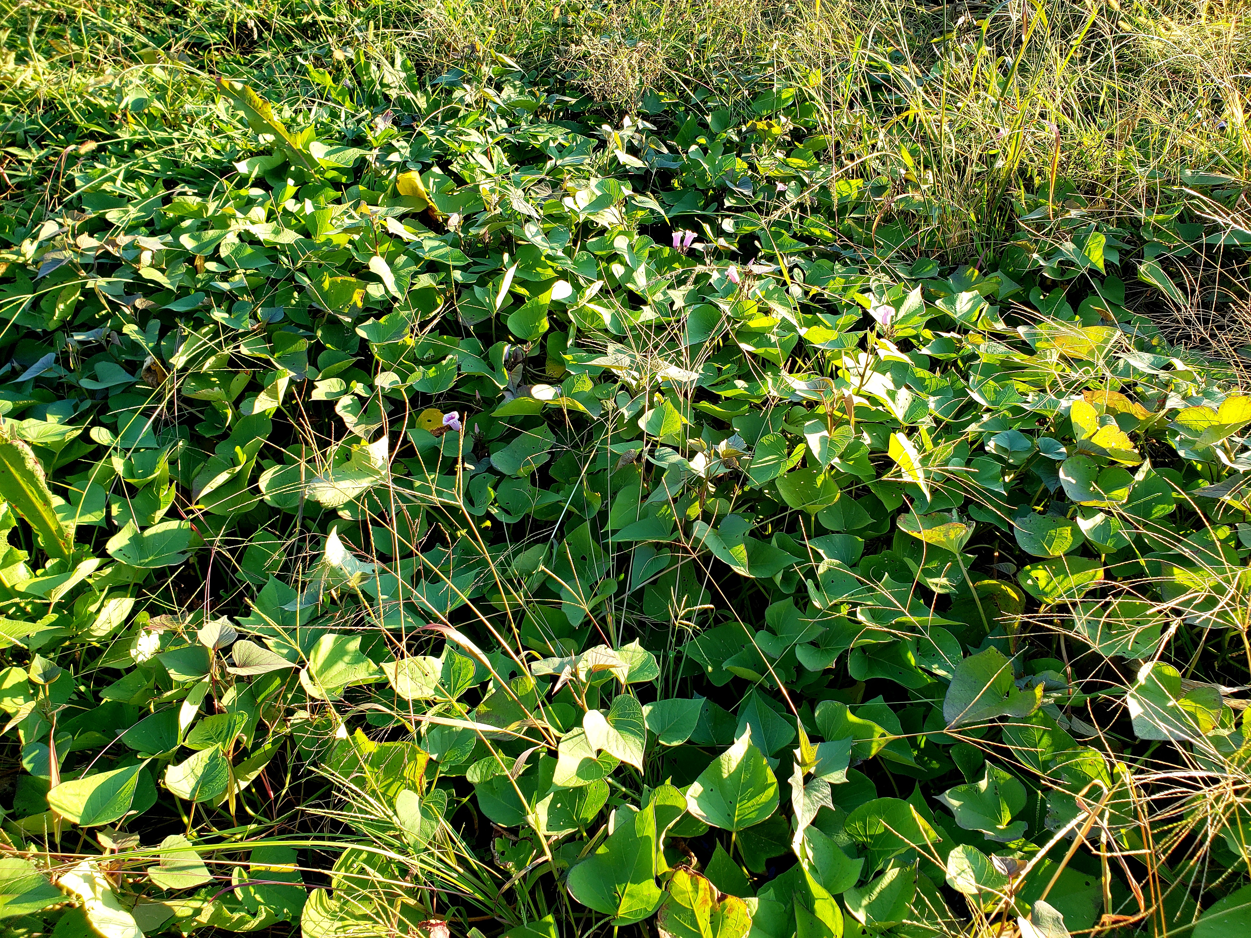 sweet potato vines