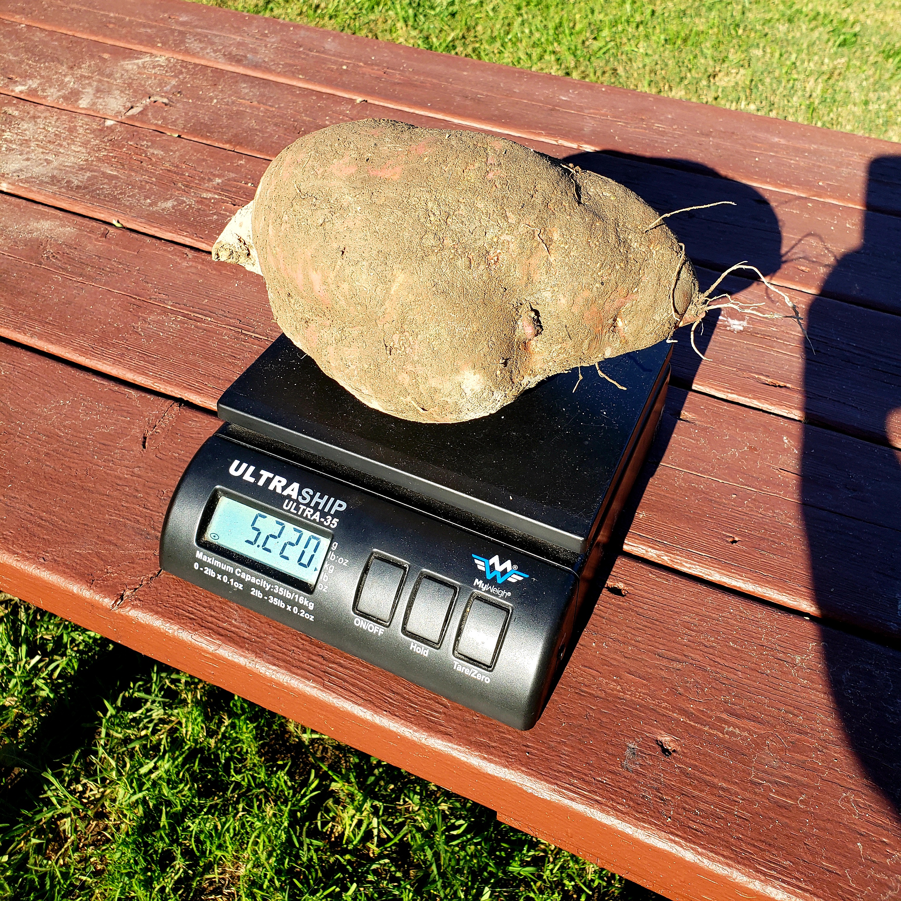 giant sweet potato