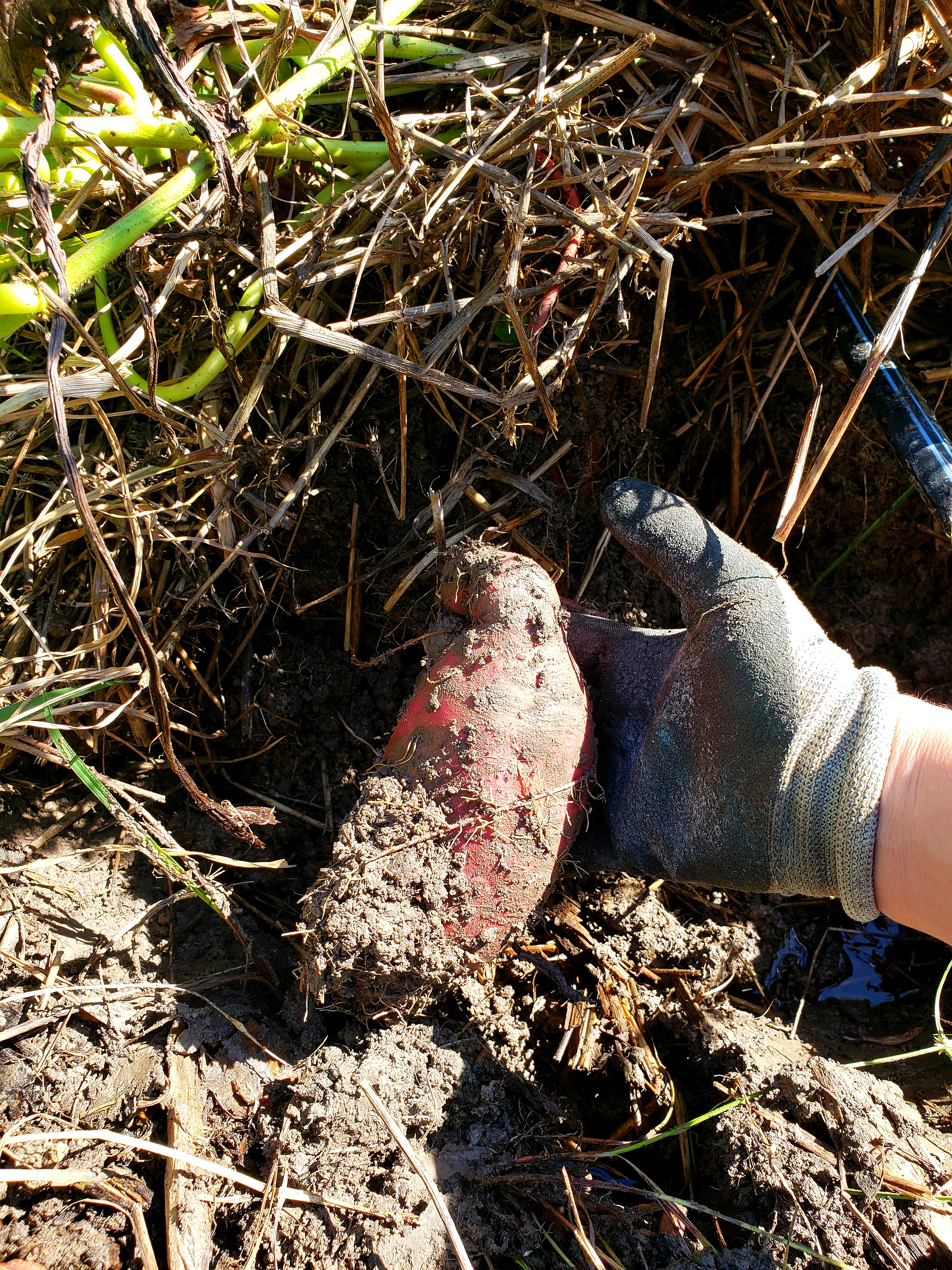 digging sweet potatoes