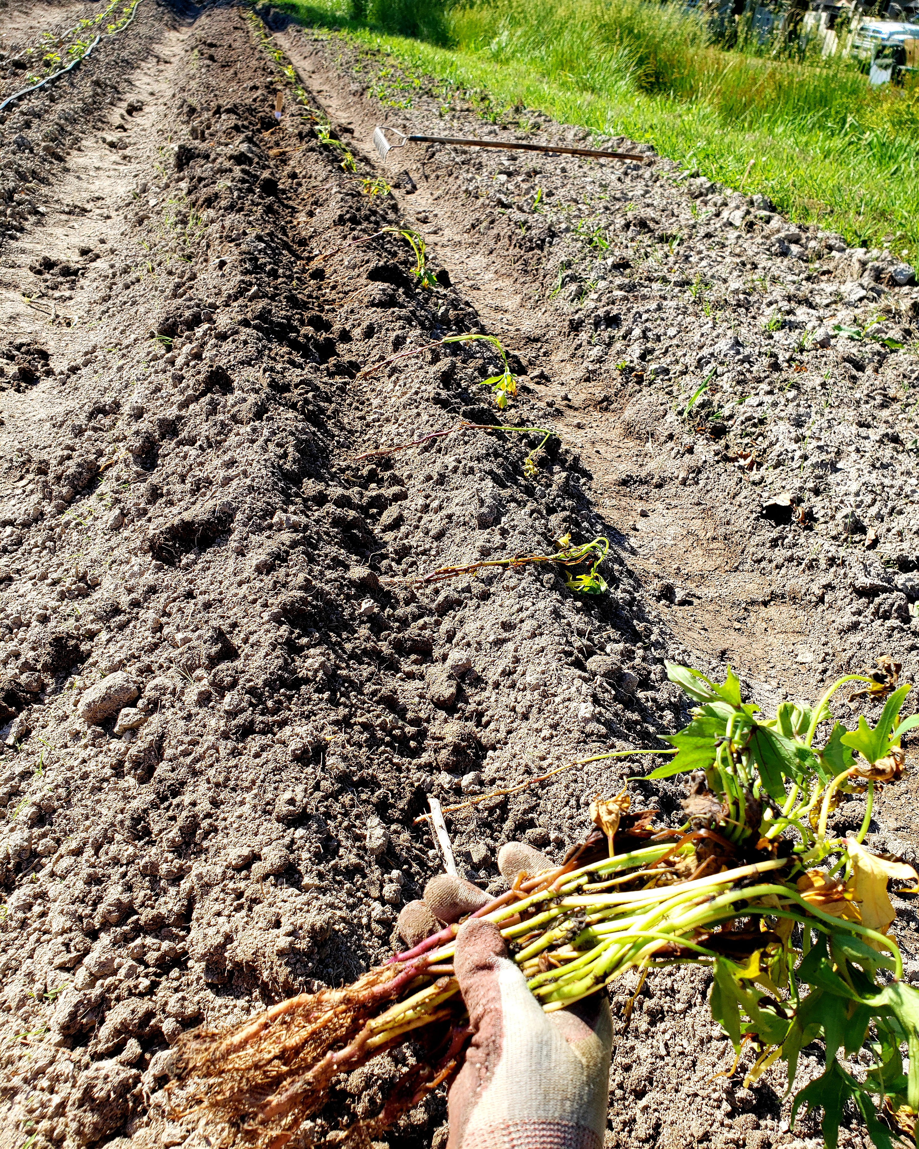 planting sweet potato slips