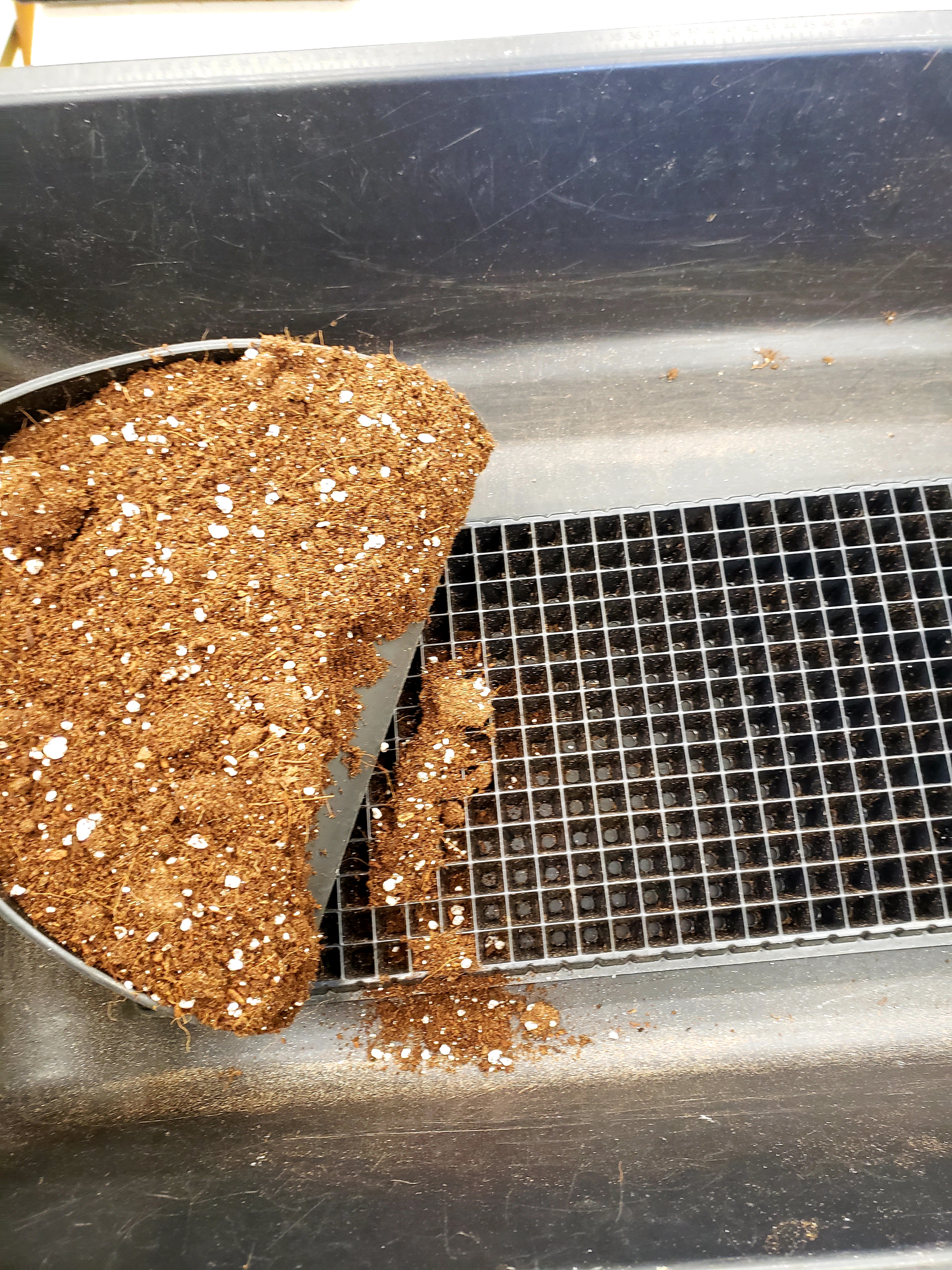 filling seedling tray