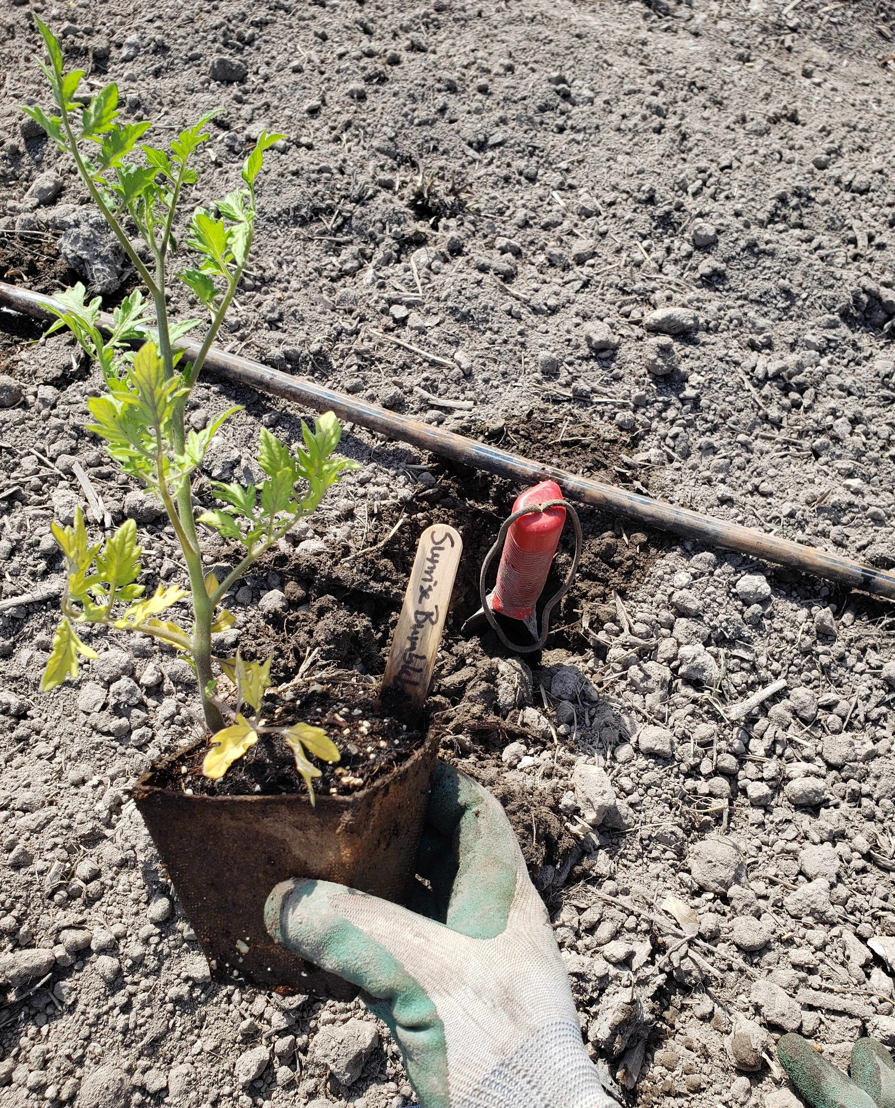 tomato seedling