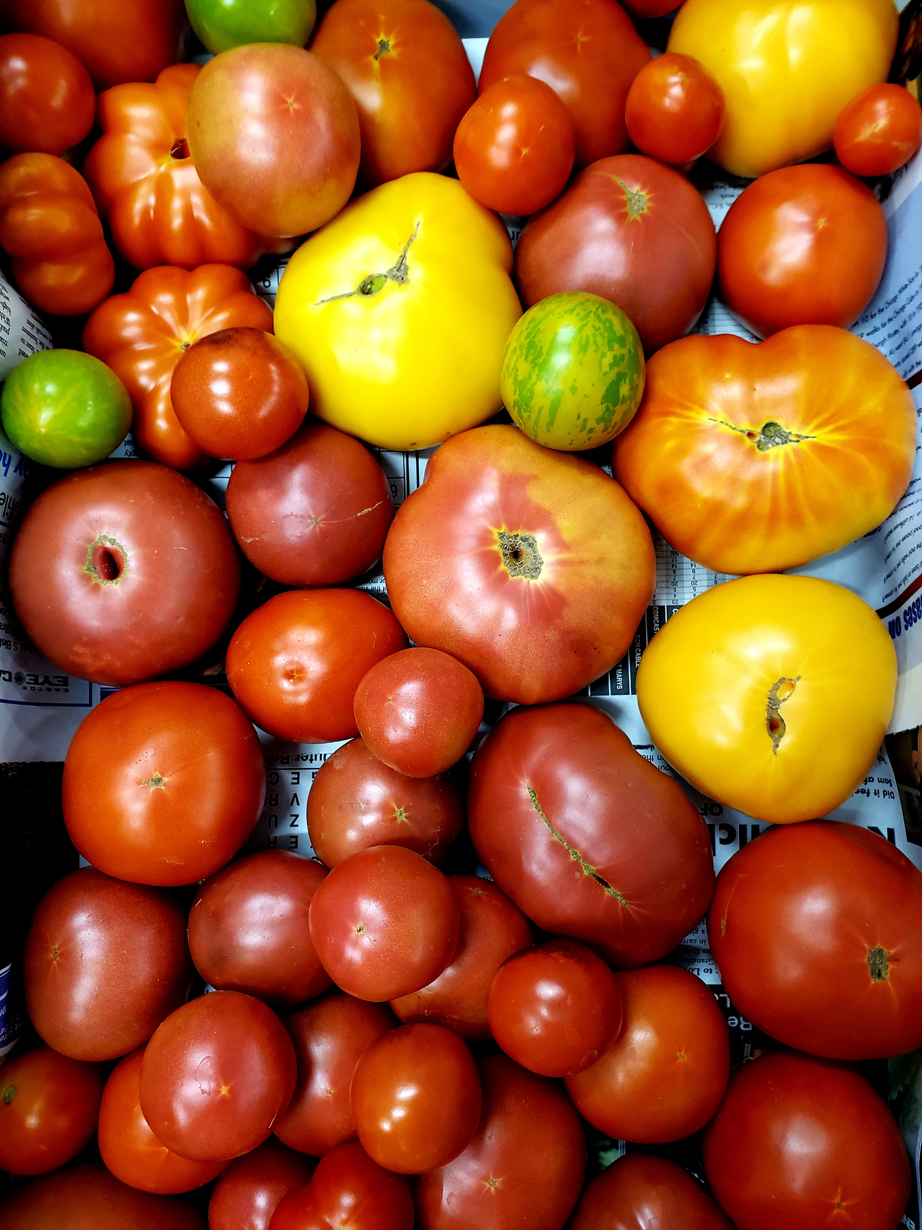 heirloom tomatoes