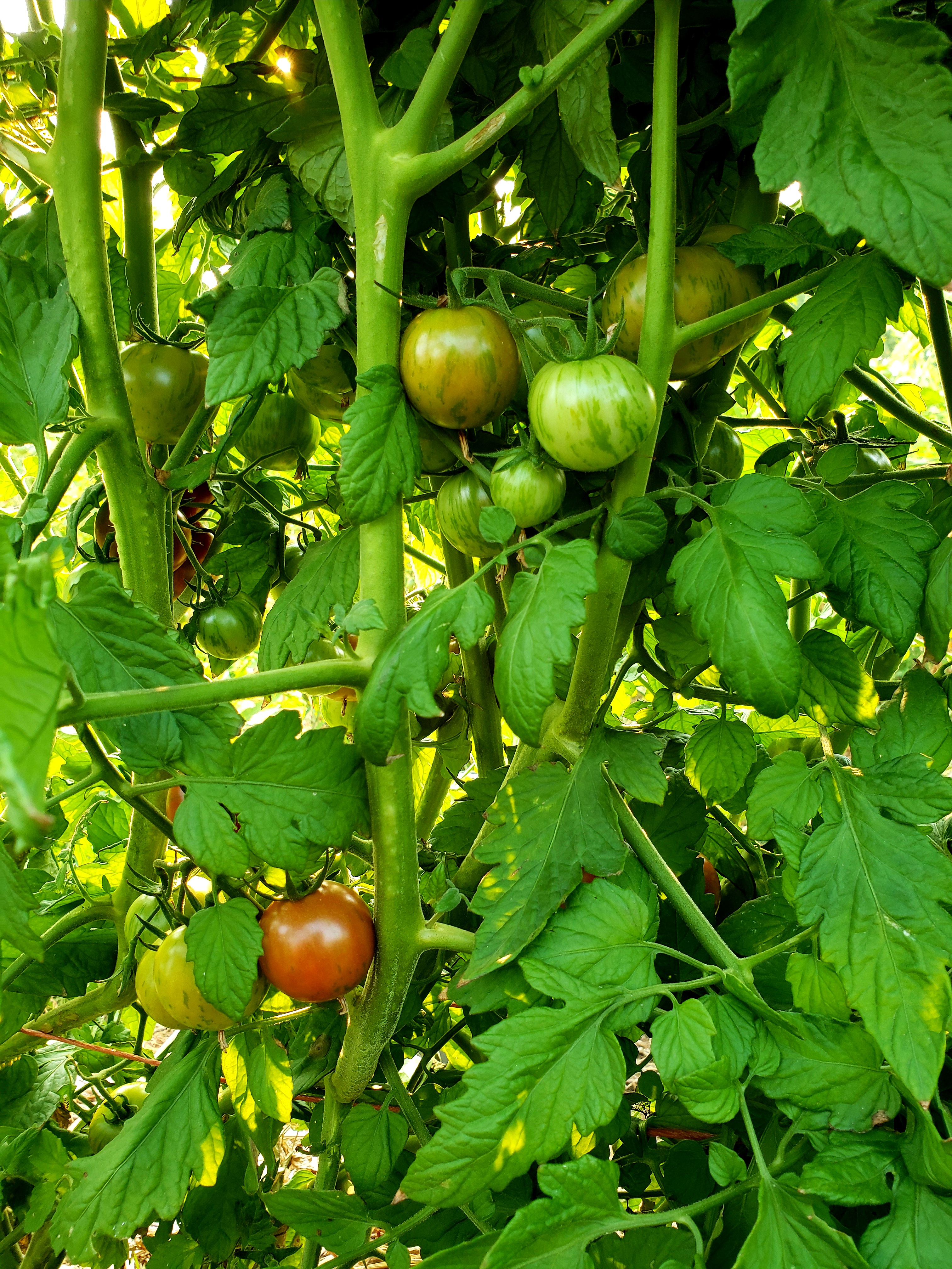 purple bumblebee tomato