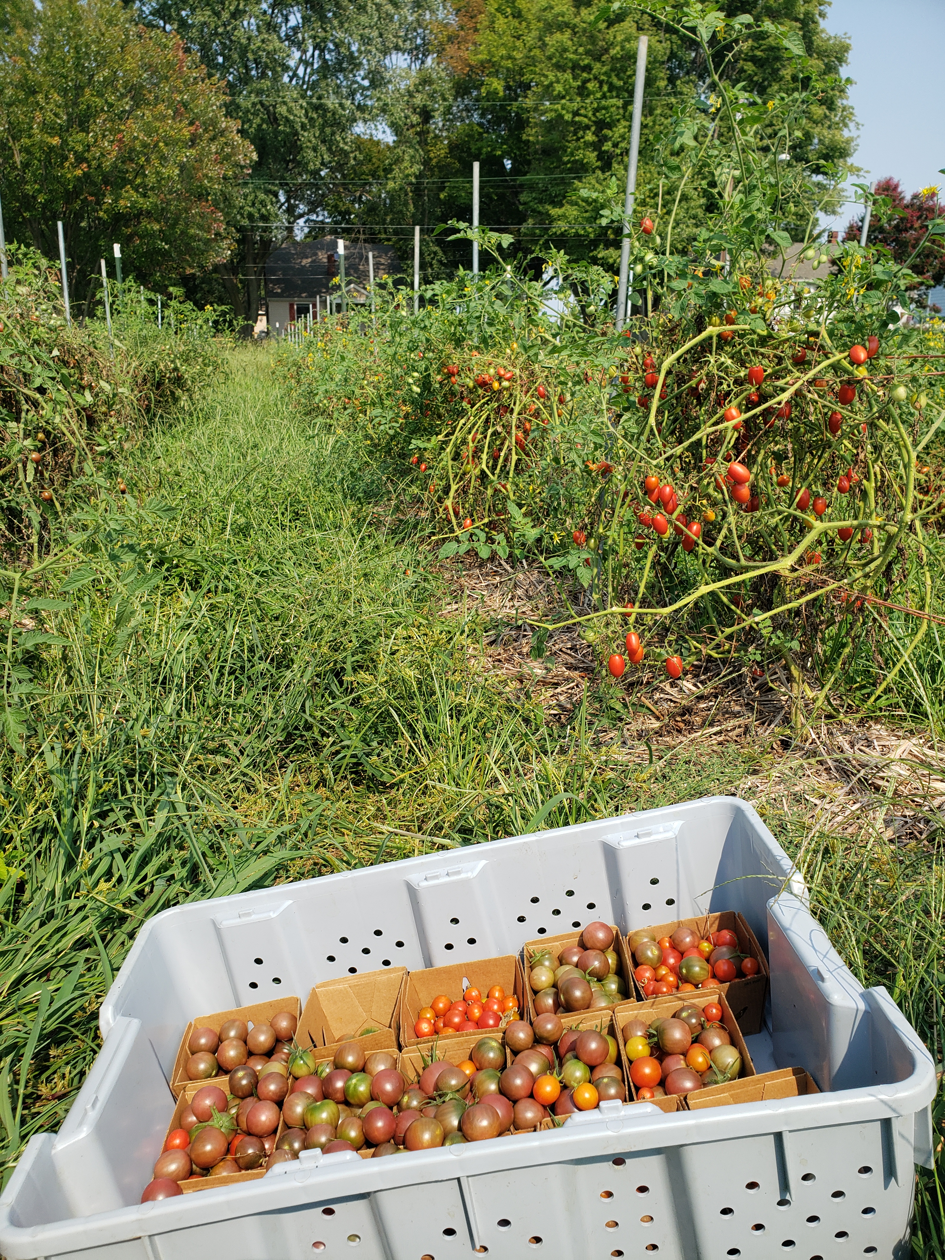 cherry tomato harvest