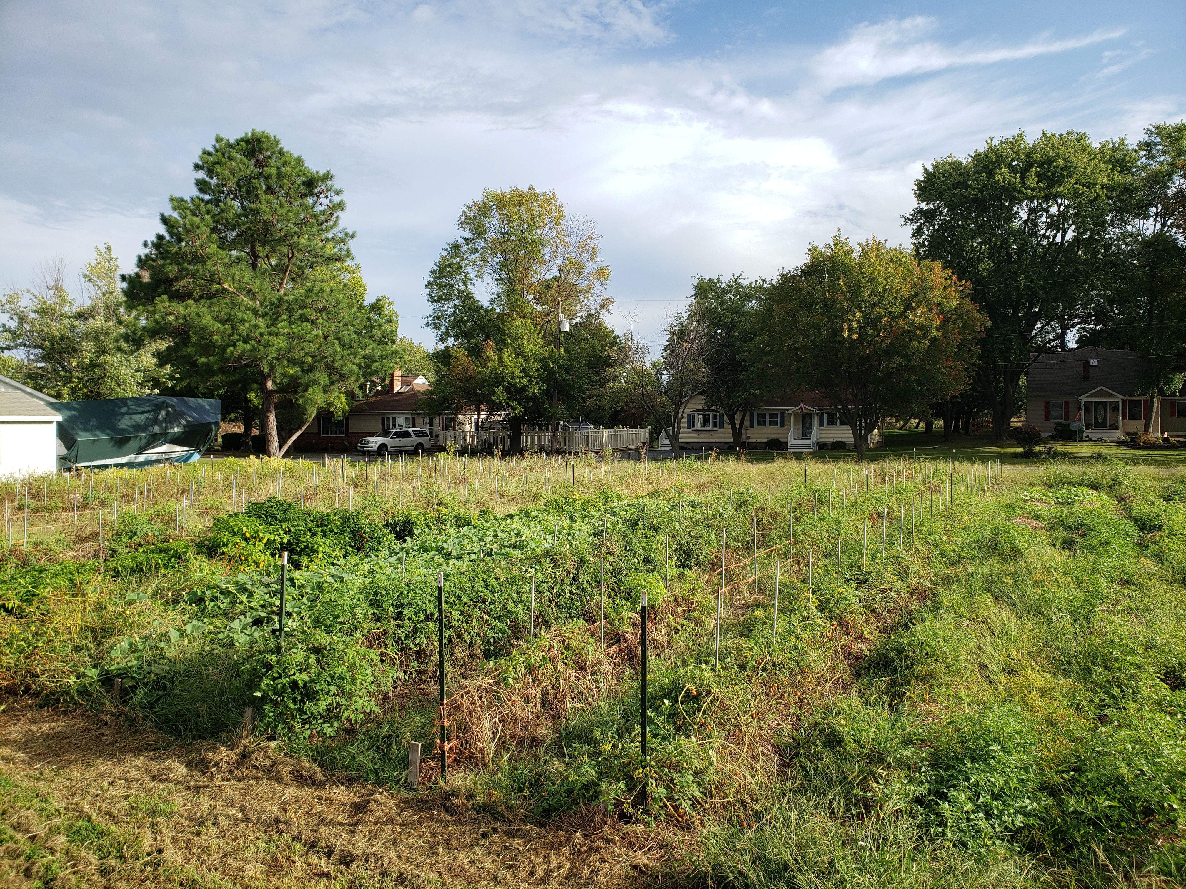 field in September