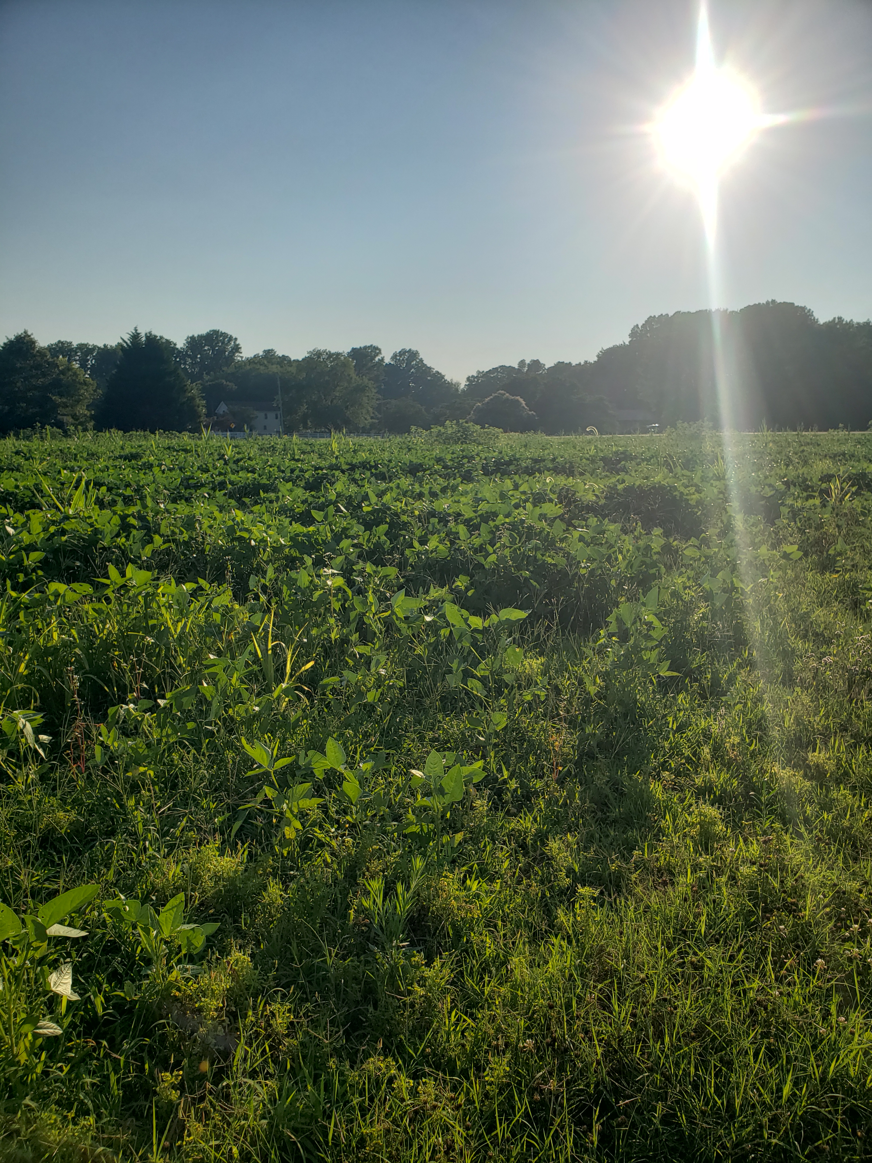 sun over cover crop