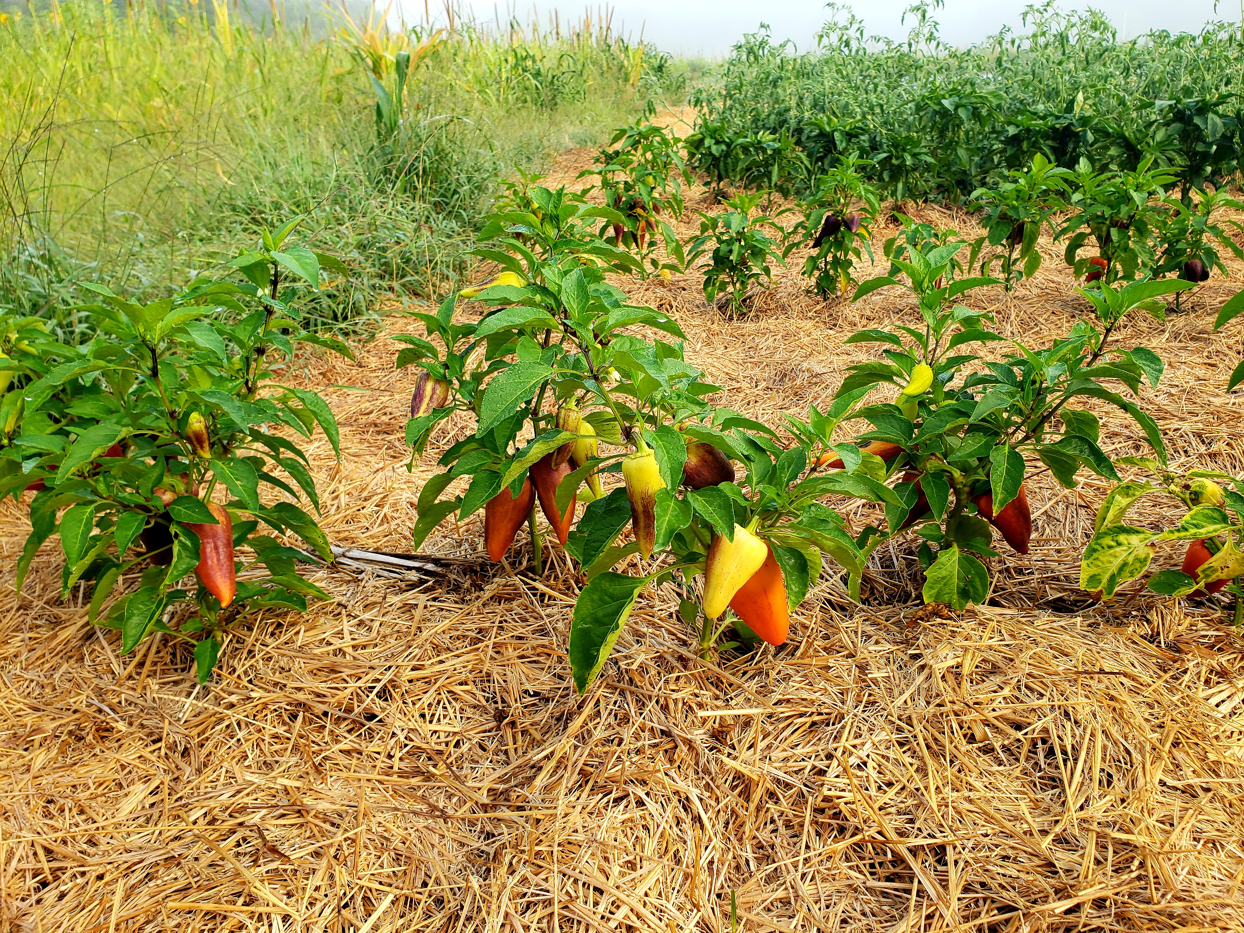 sweet peppers