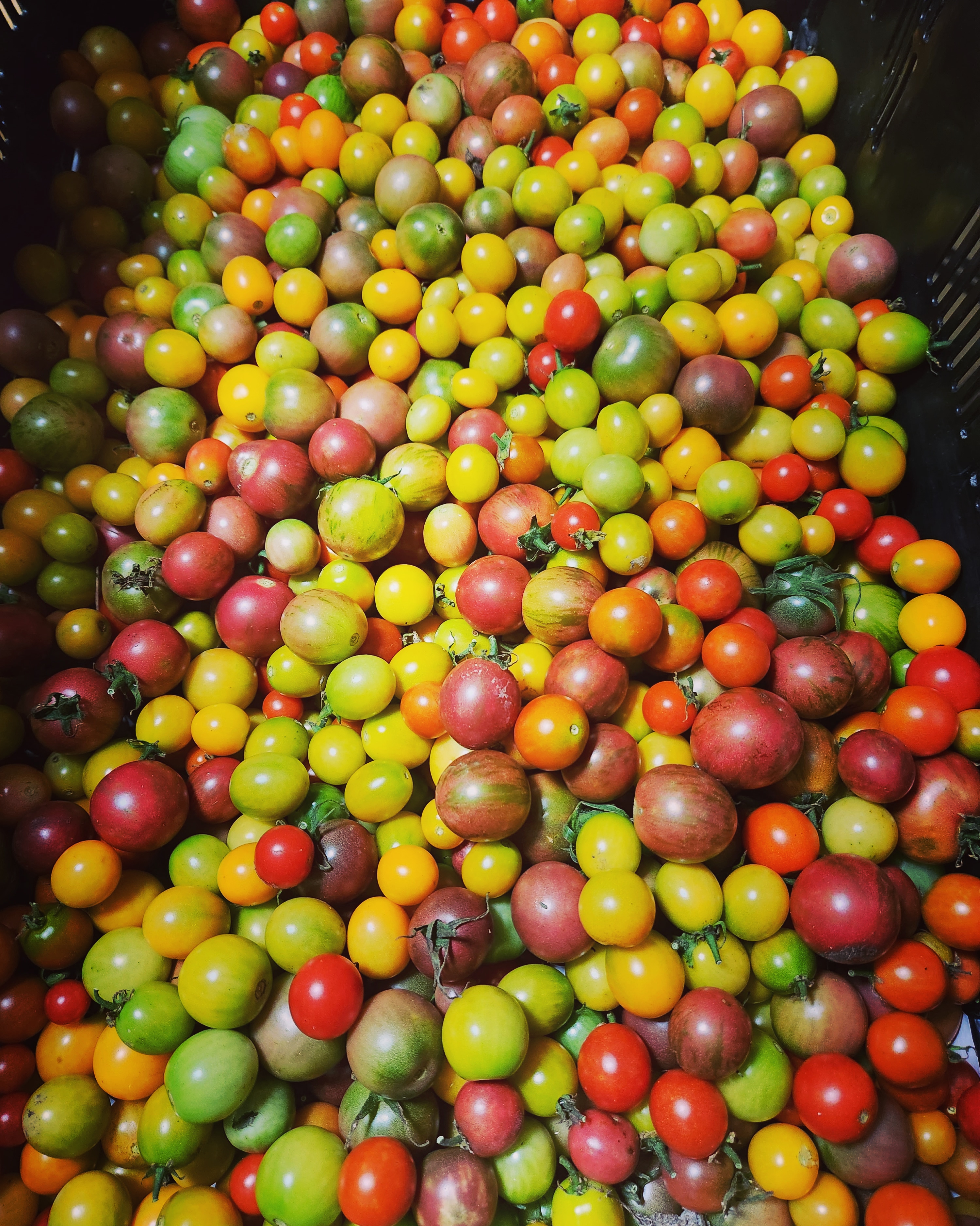 cherry tomatoes