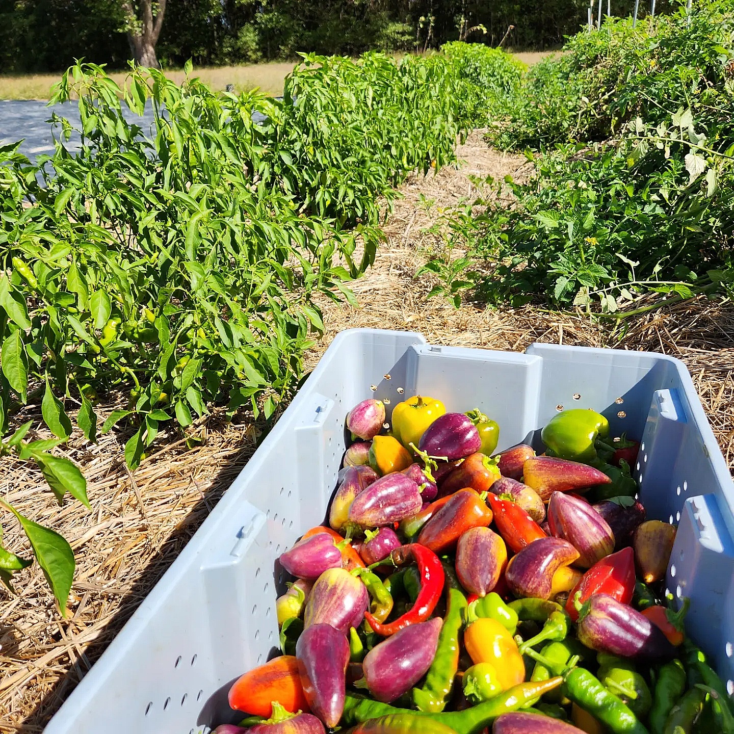 organic peppers