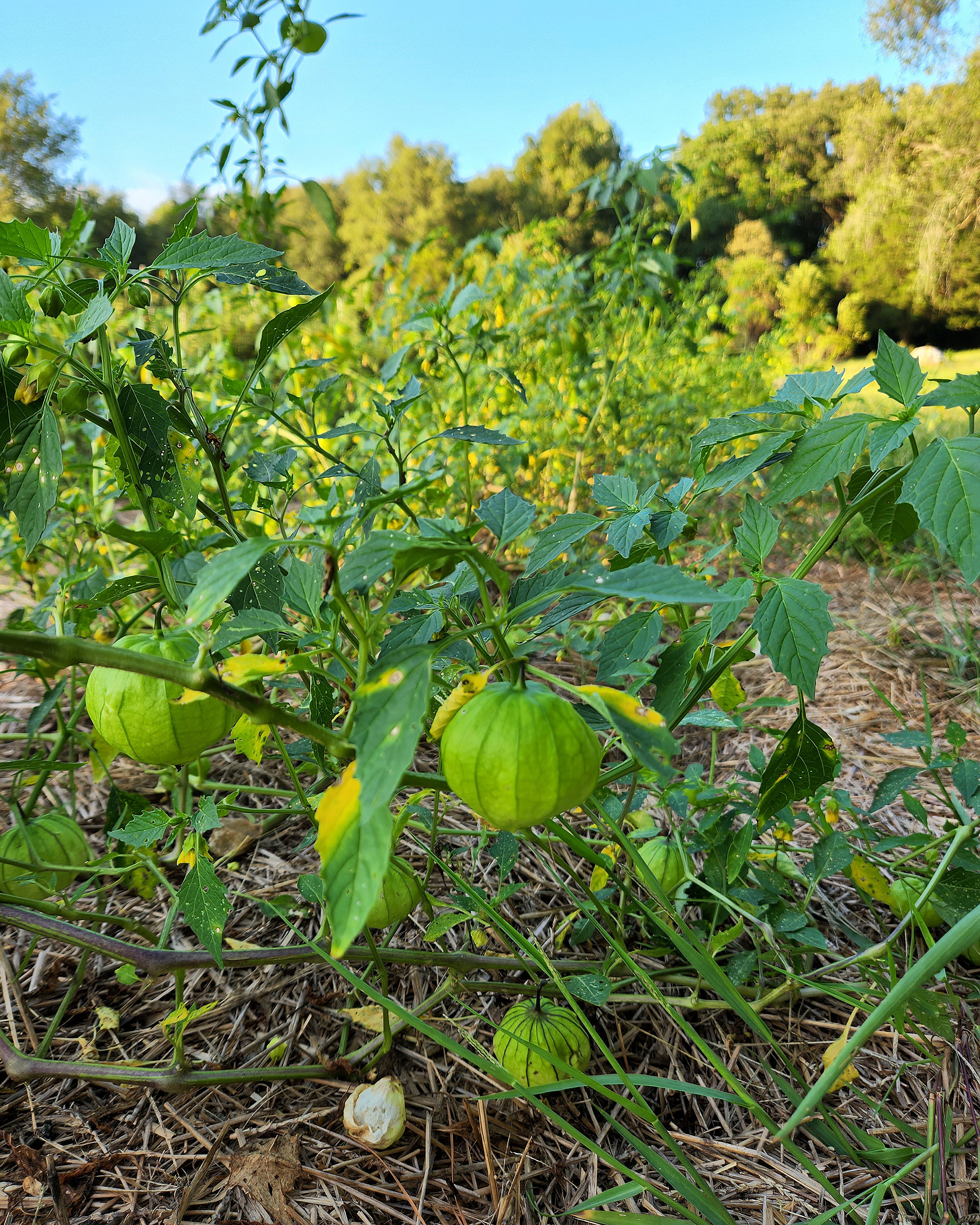 tomatillo plant